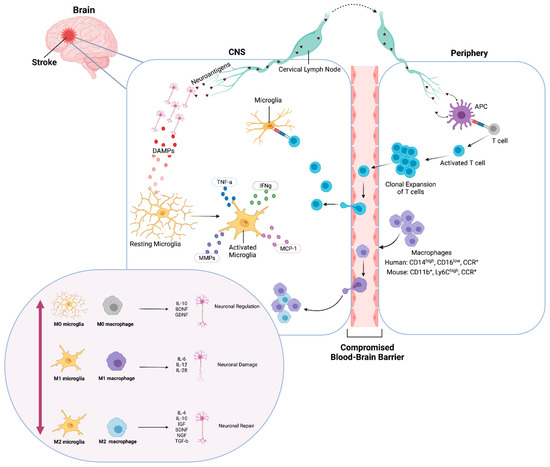 Microglia and Macrophages in Neuroprotection, Neurogenesis, and ...