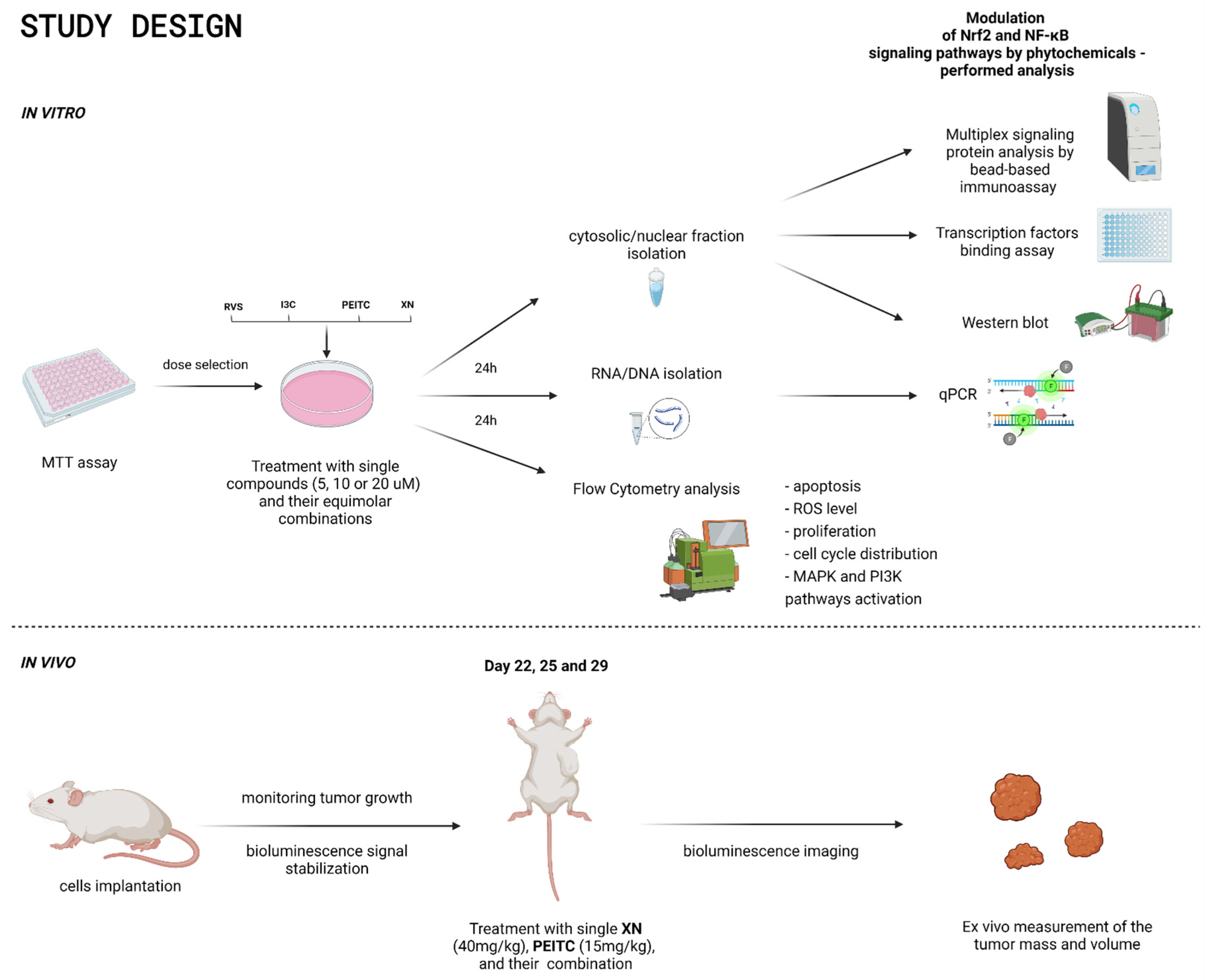 Cells 10 03556 g001 550