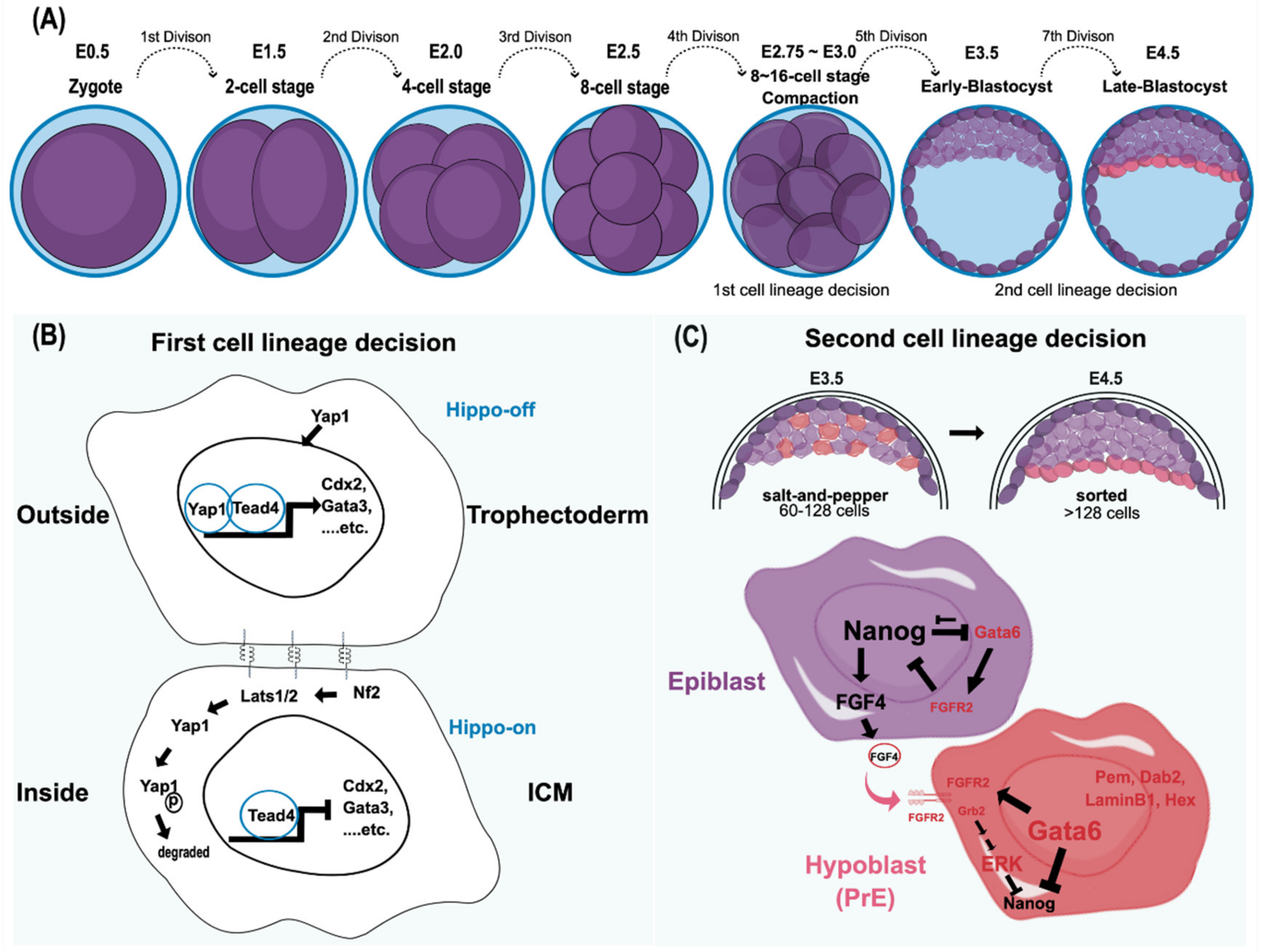Cells 10 03558 g001