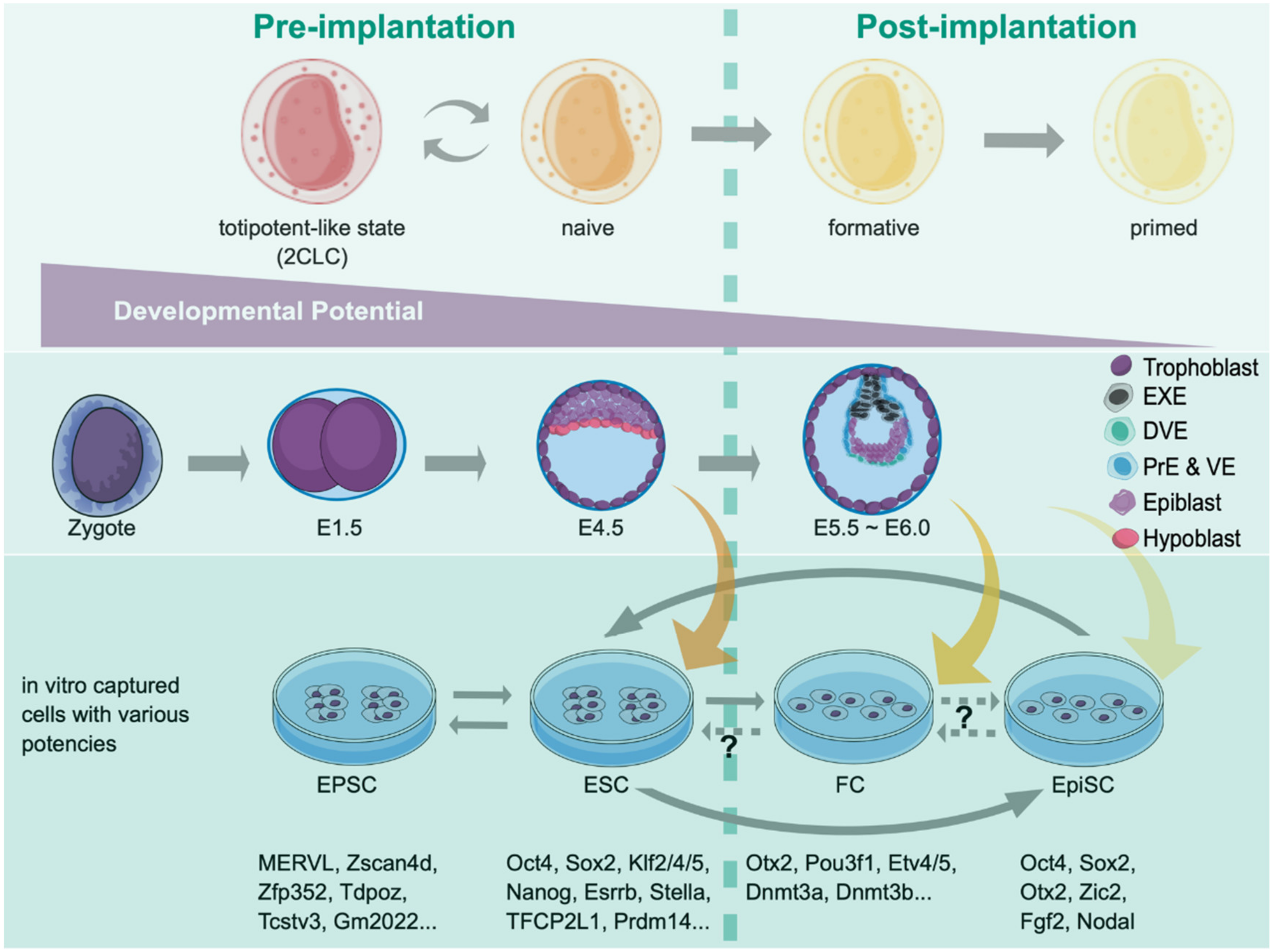 Generation of HEXA-deficient hiPSCs from fibroblasts of a Tay