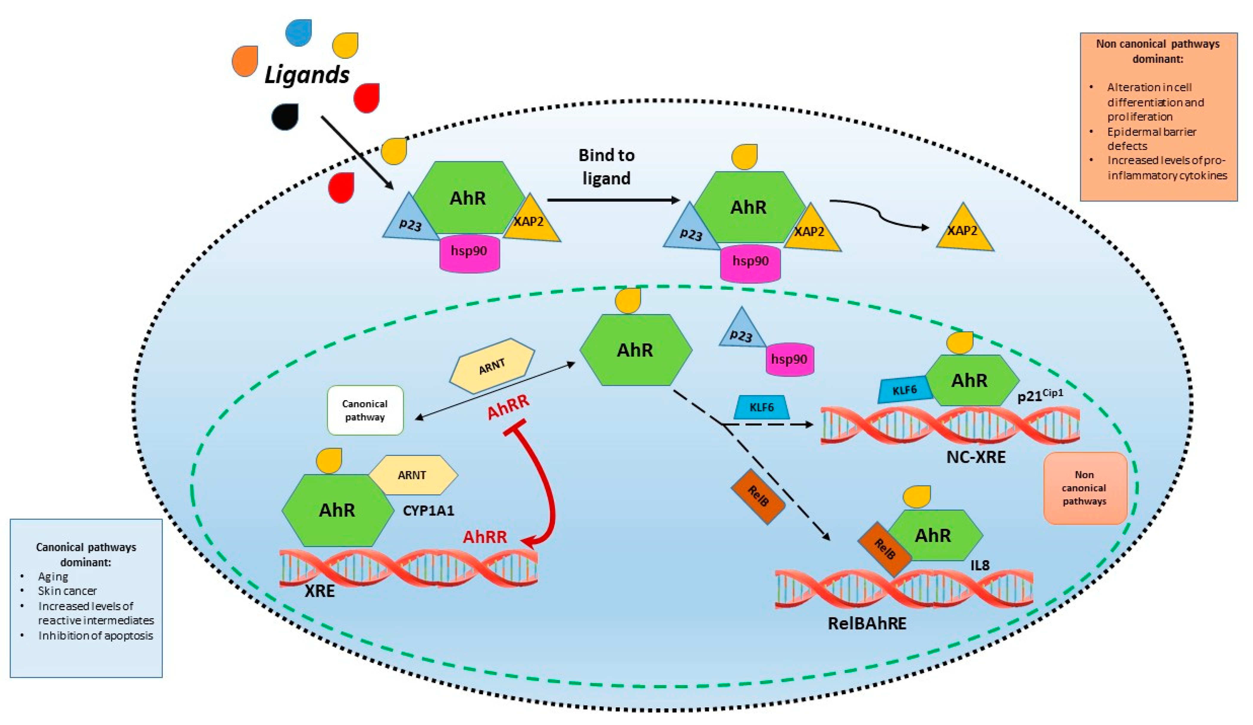 Cells 10 03559 g001 550