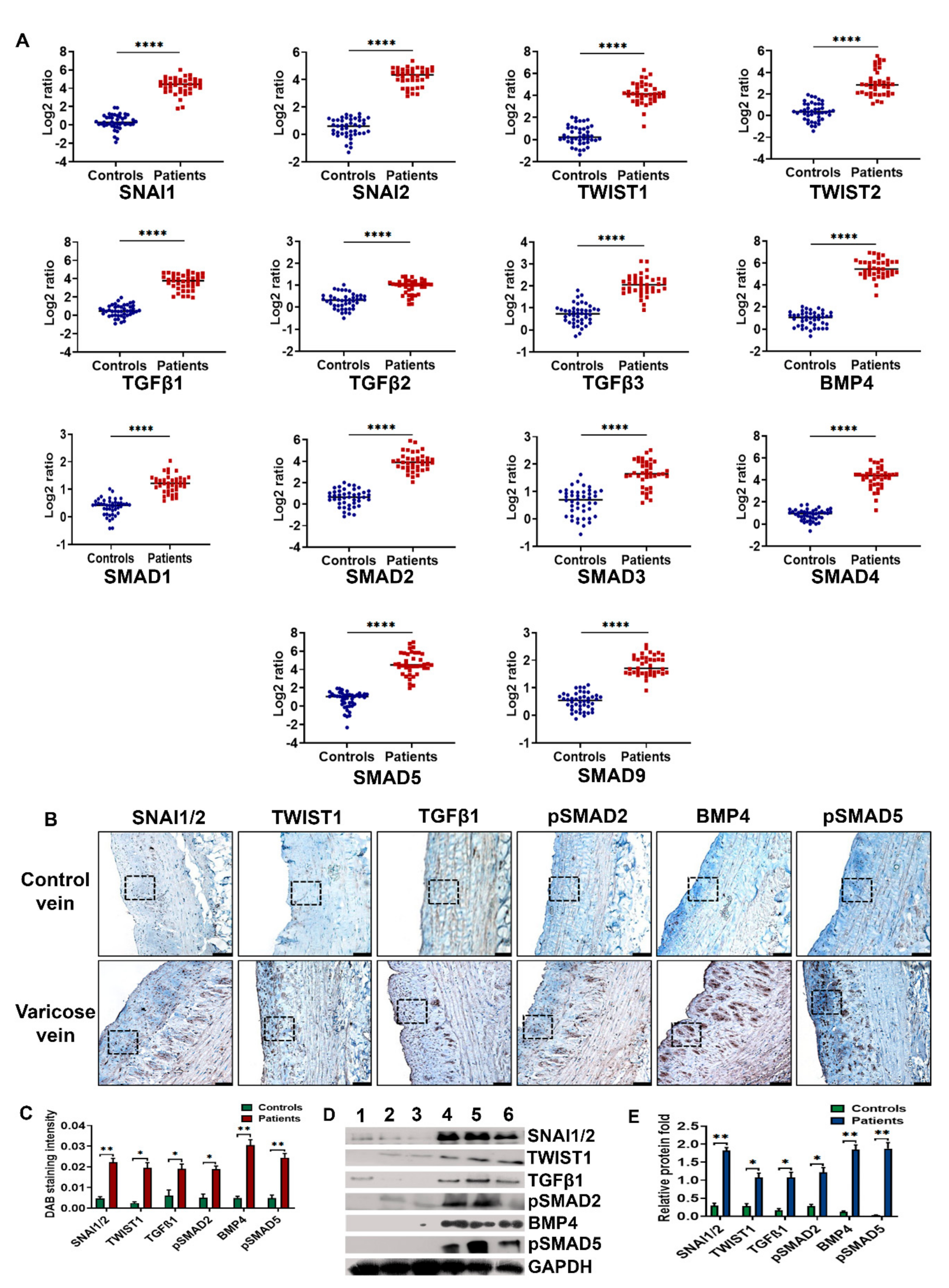 Cells 10 03563 g002 Cells 10 03563 g002