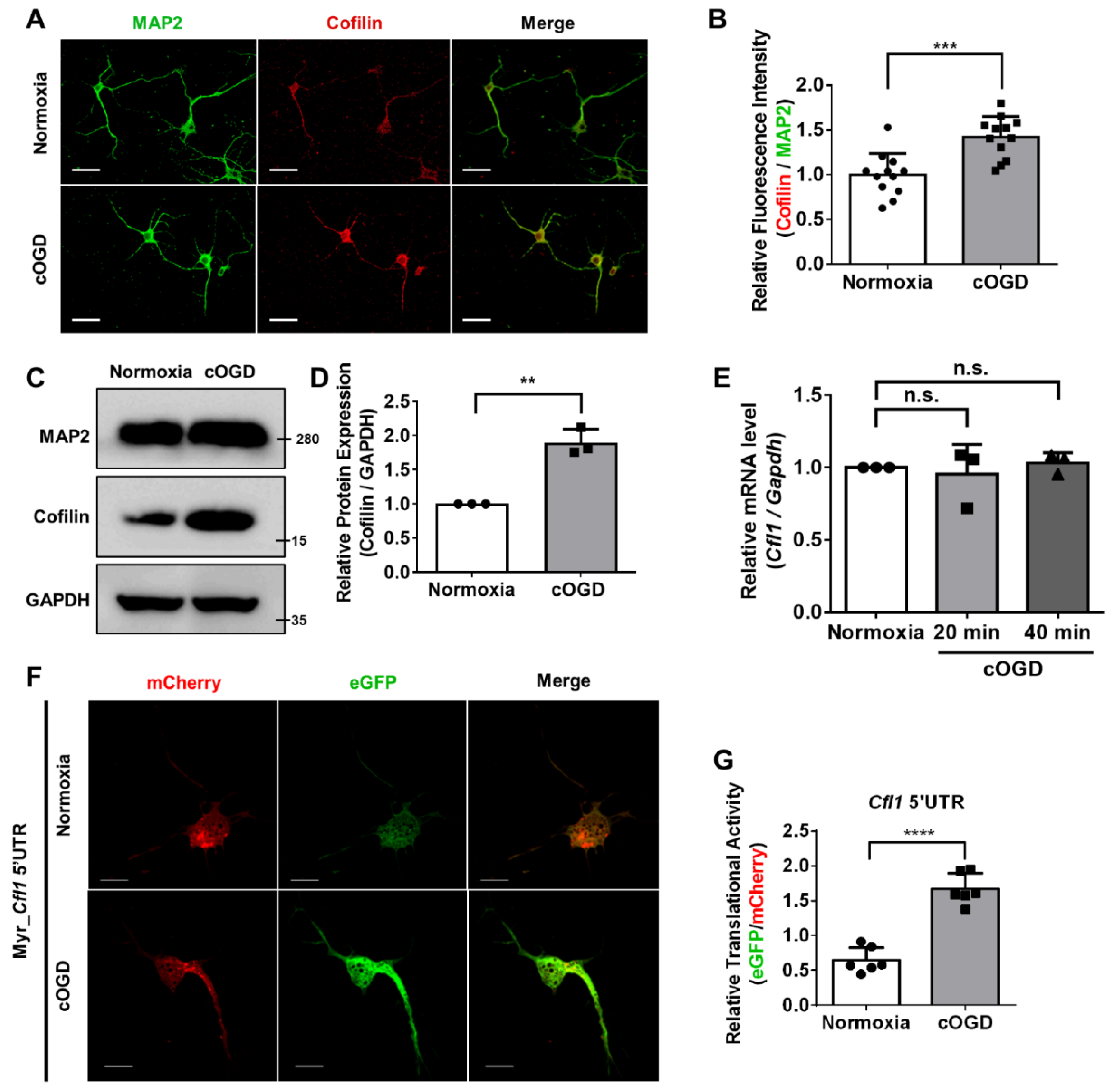 Individual neurons mix multiple RNA edits of key synapse protein, study  finds, MIT News