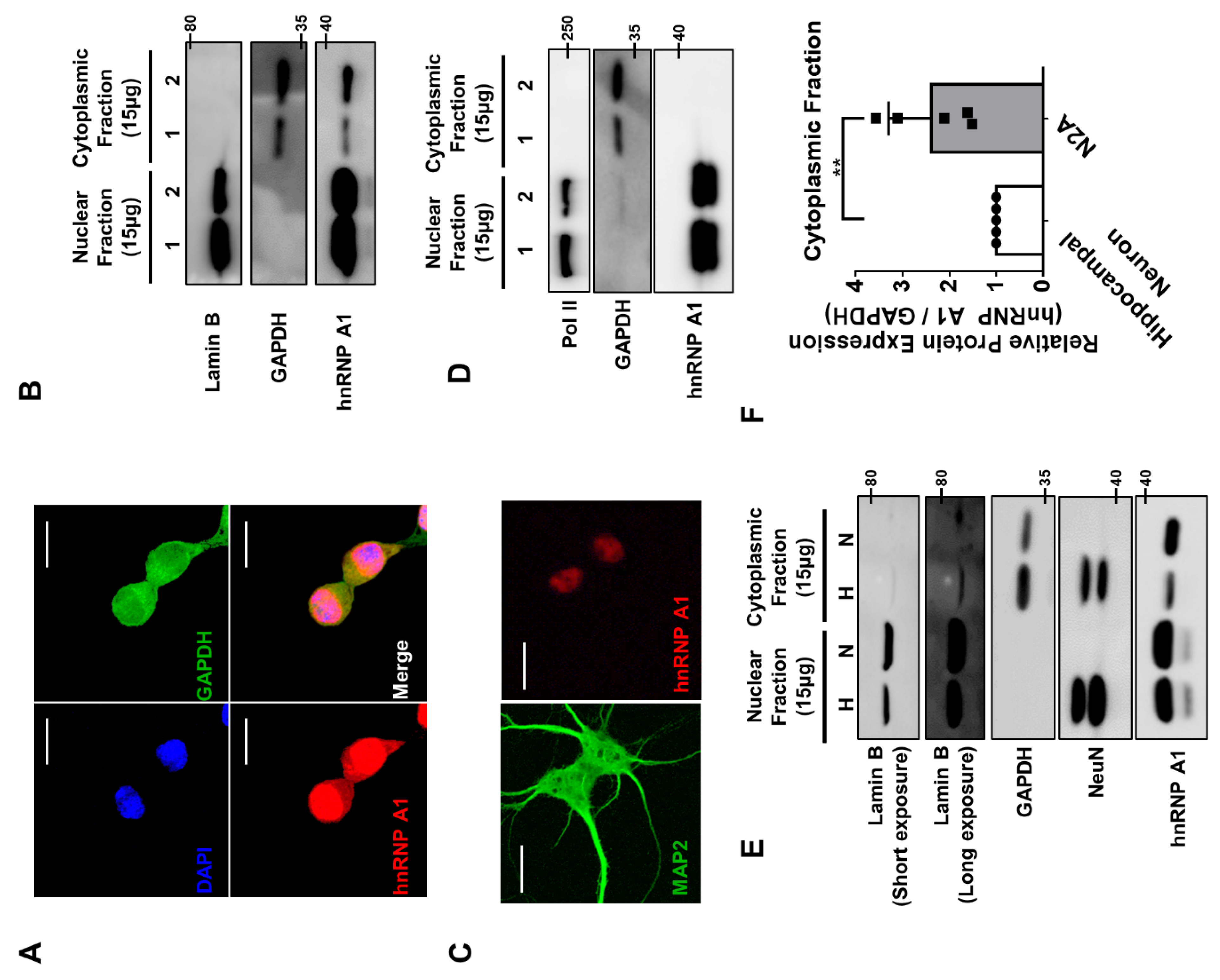 Cells 10 03567 g005 550