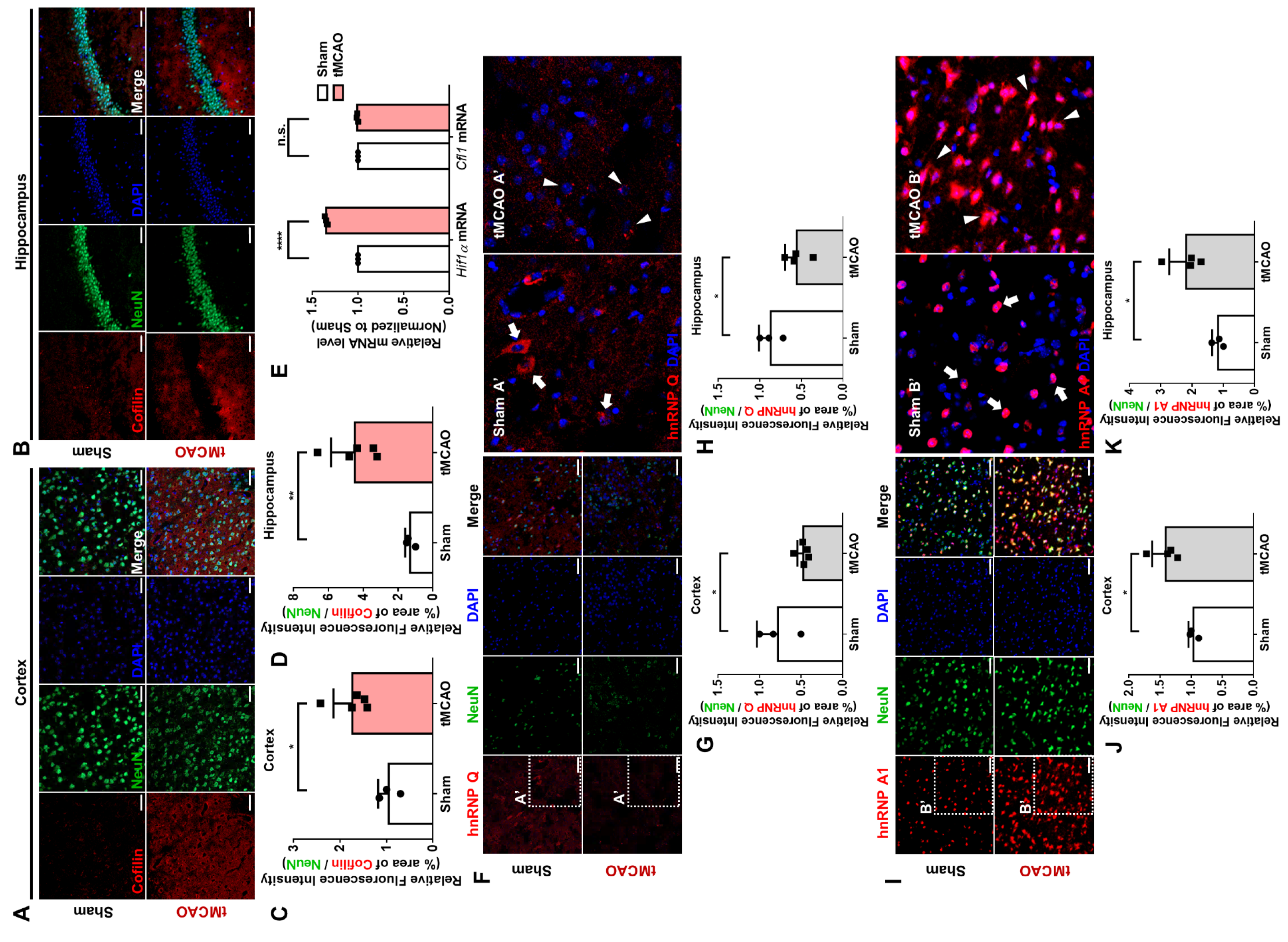Cells 10 03567 g007 550