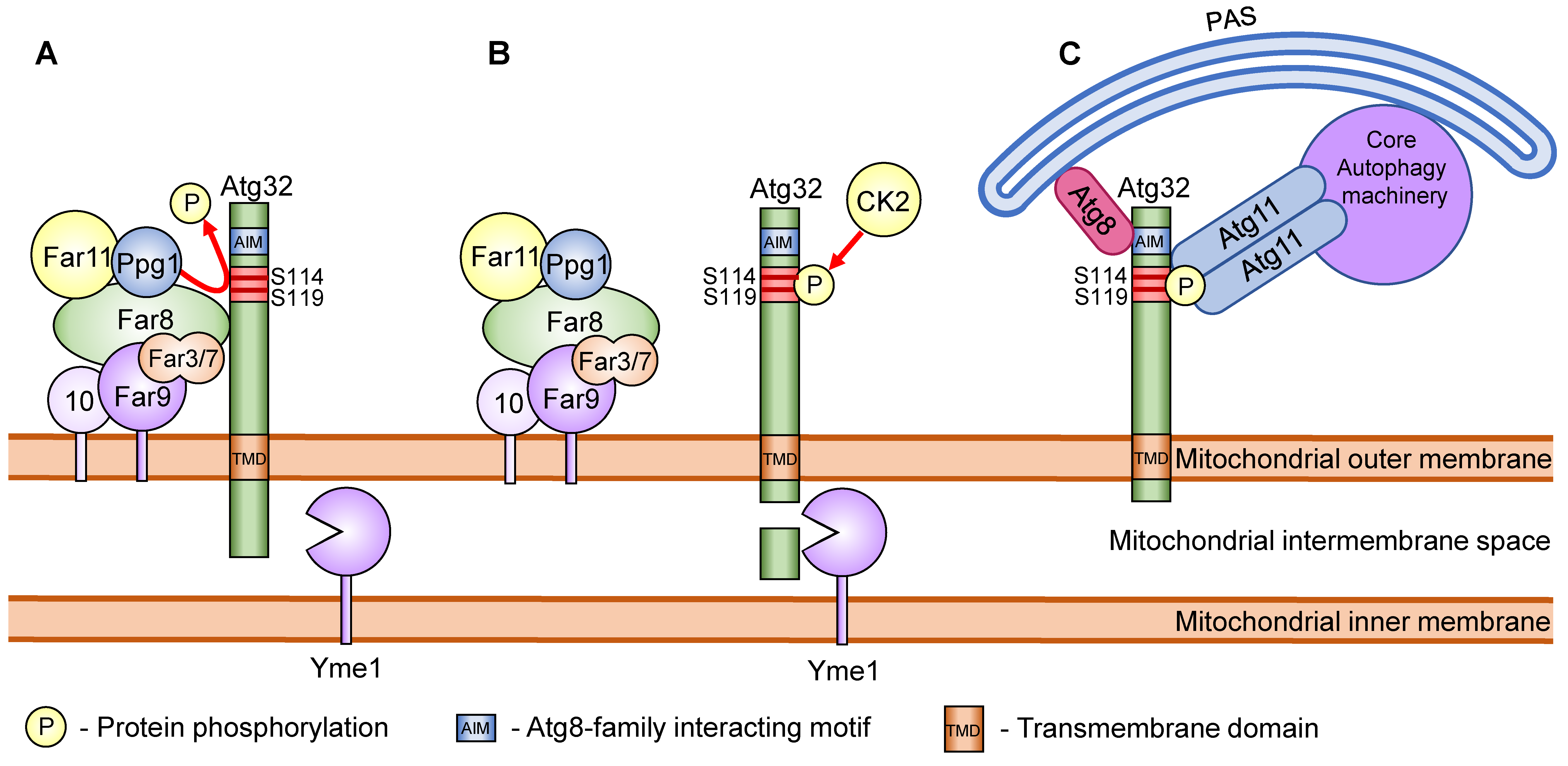 Cells 10 03569 g002 550