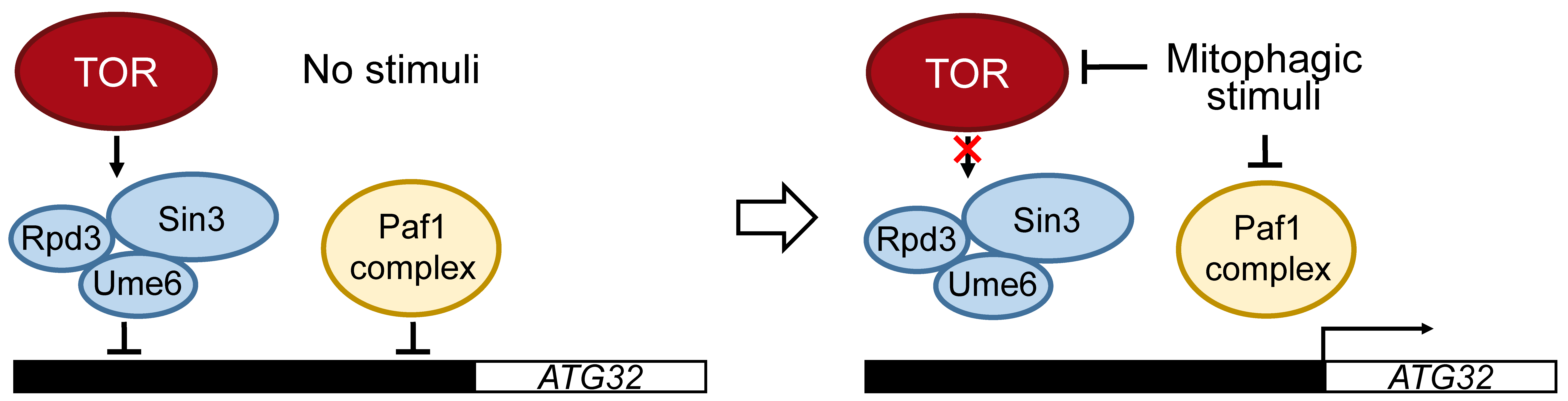 Cells 10 03569 g003 550