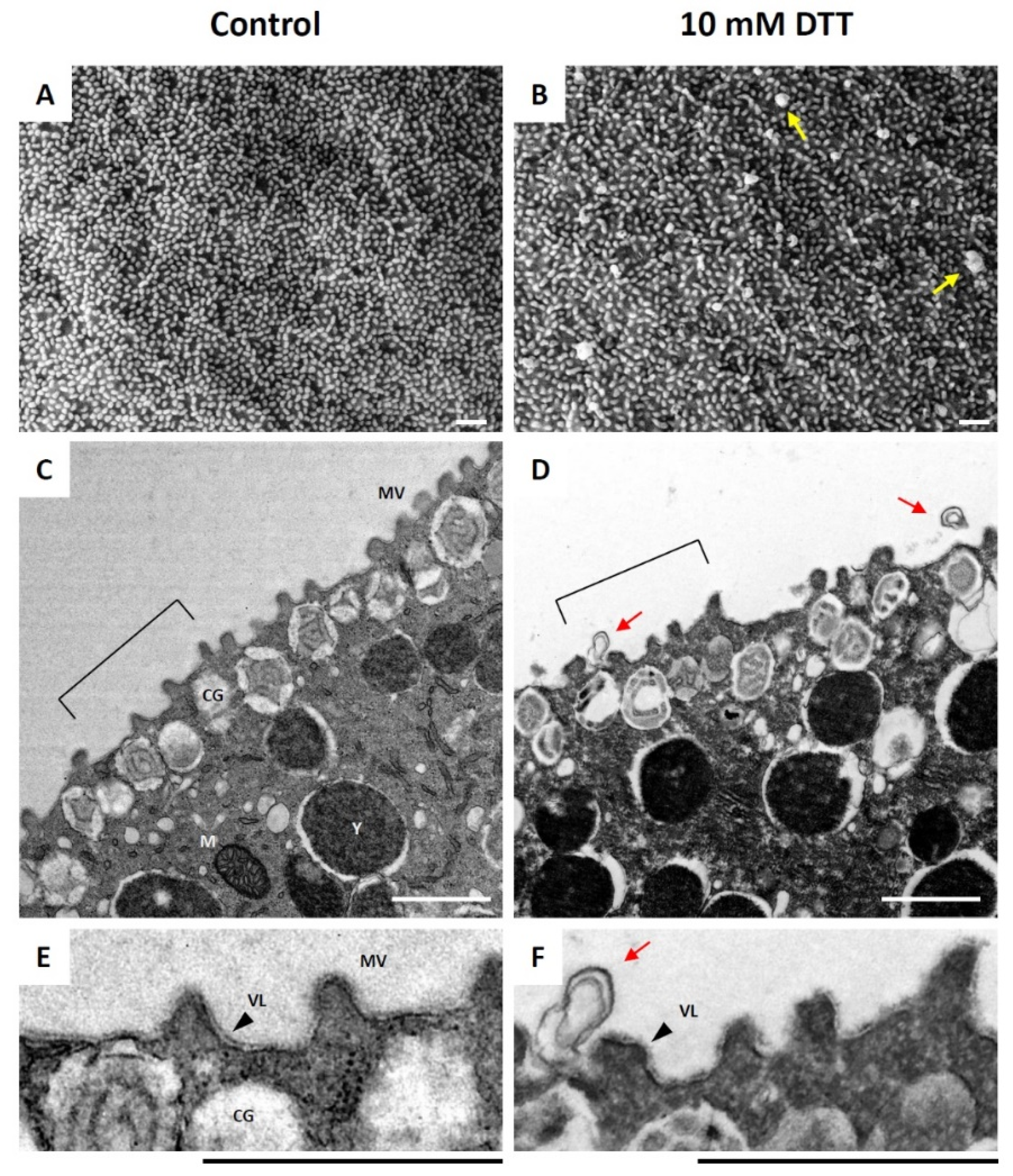 Cells 10 03573 g001 Cells 10 03573 g001