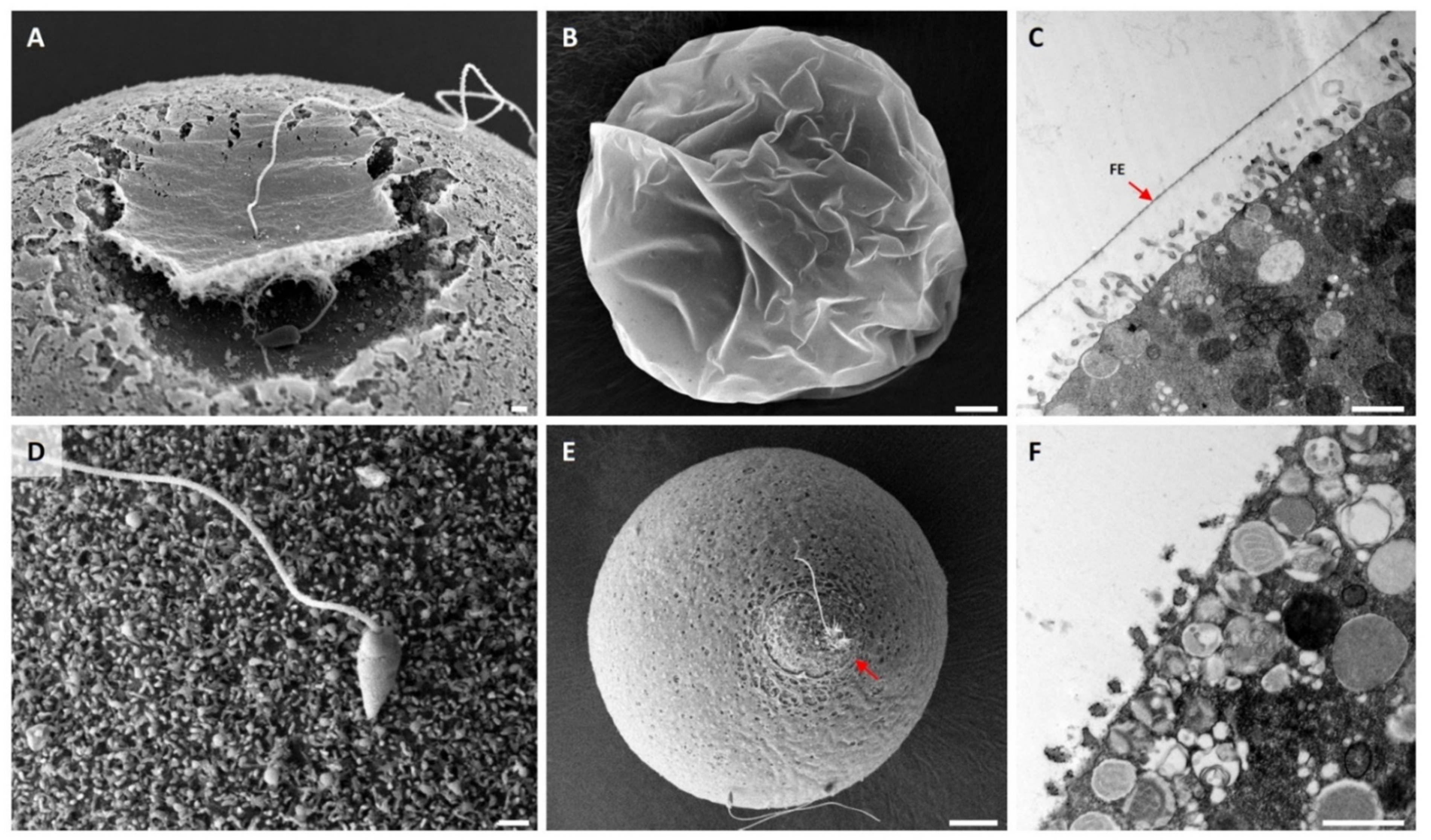 Cells 10 03573 g002 Cells 10 03573 g002