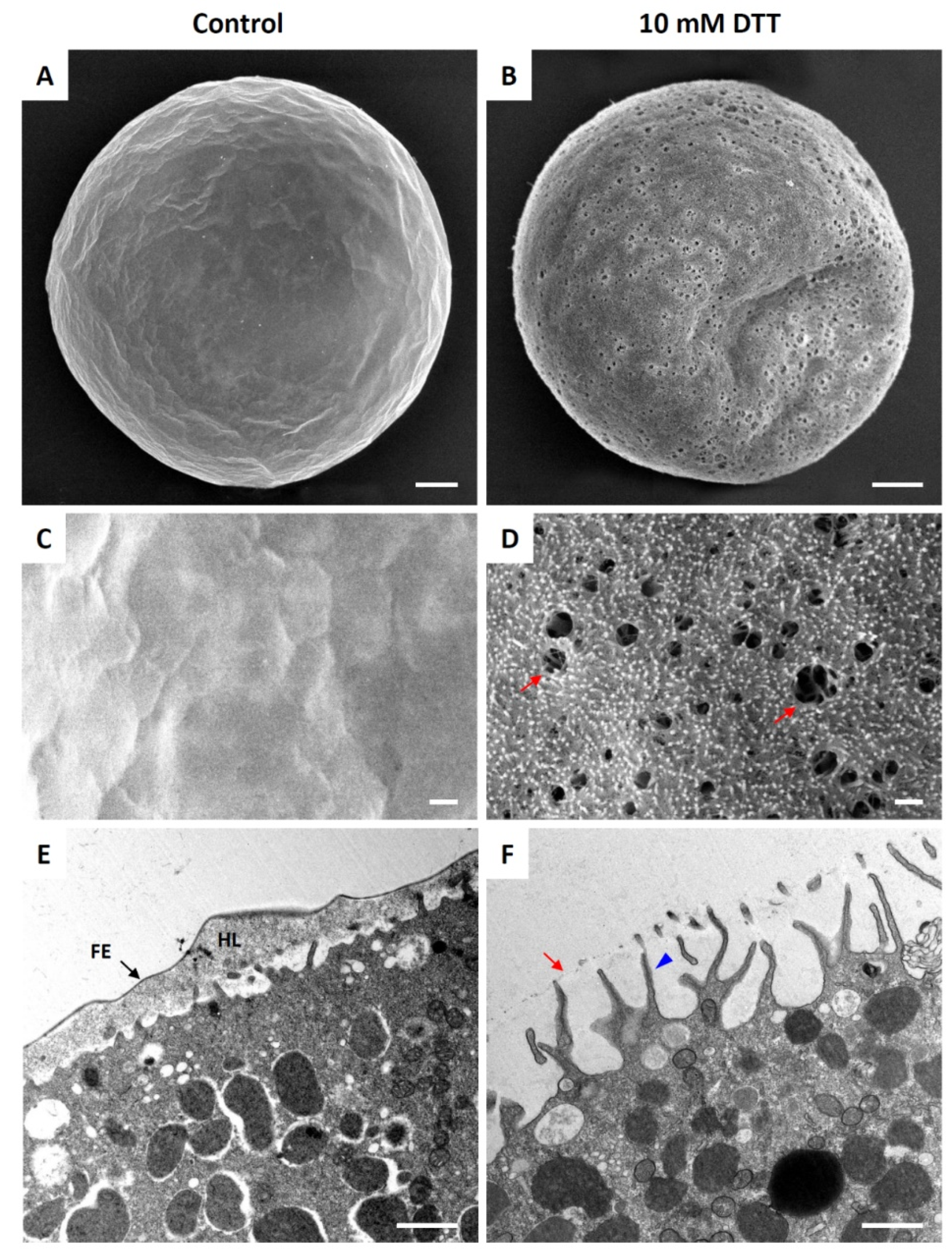 Cells 10 03573 g003 Cells 10 03573 g003