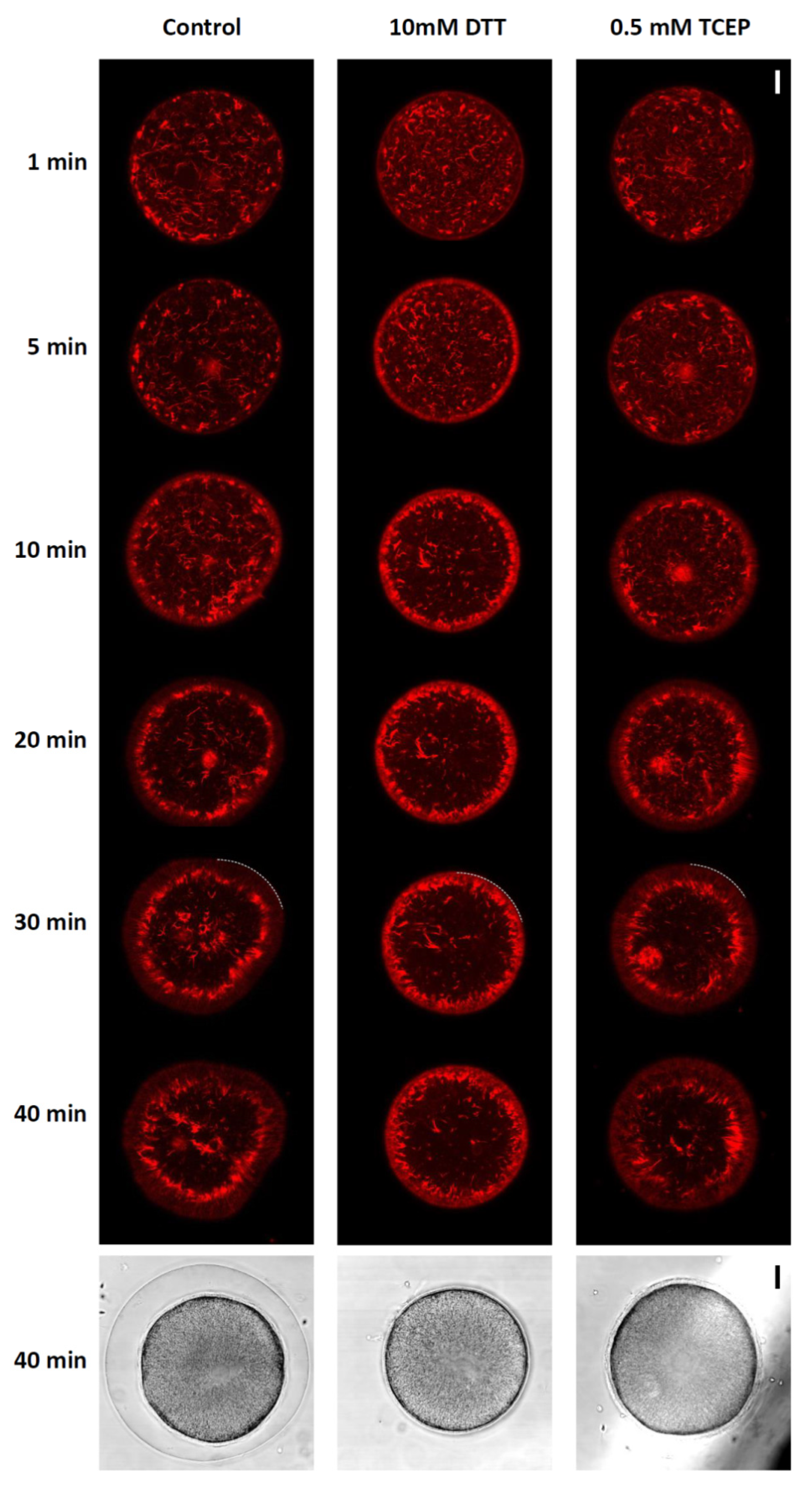Cells 10 03573 g005 Cells 10 03573 g005