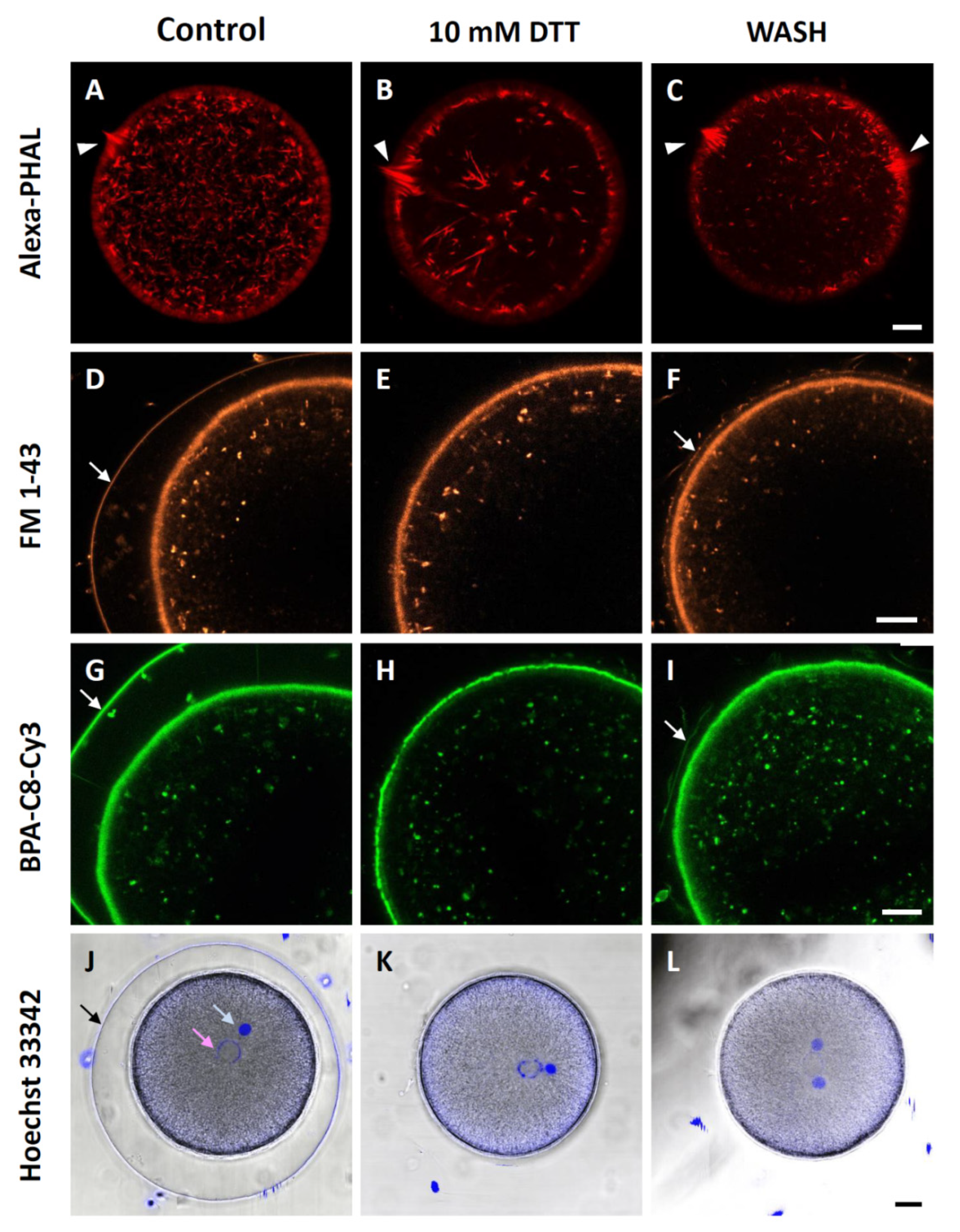 Cells 10 03573 g006 Cells 10 03573 g006