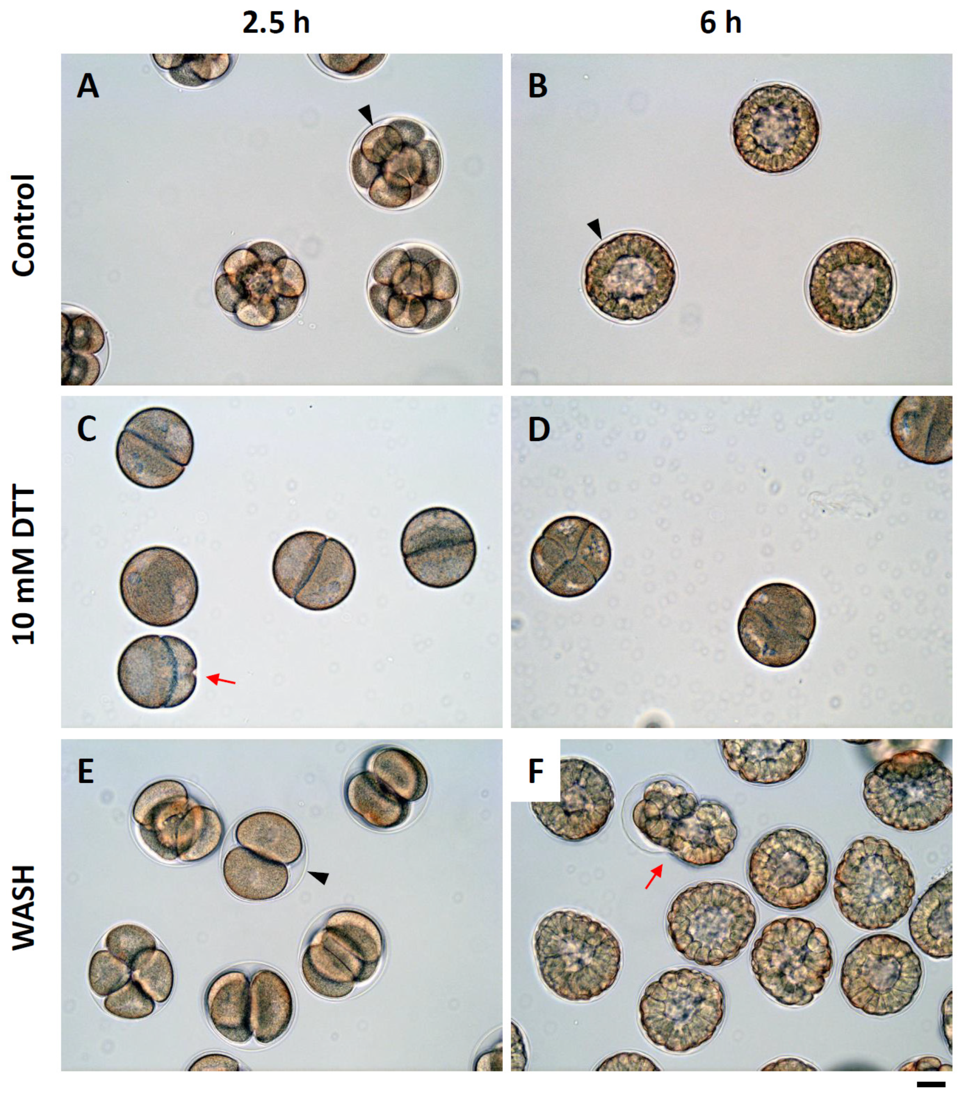Cells 10 03573 g007 Cells 10 03573 g007