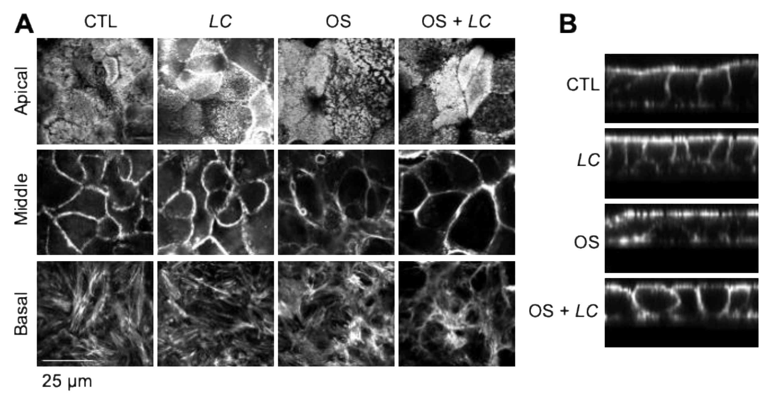 Cells 10 03578 g002 Cells 10 03578 g002