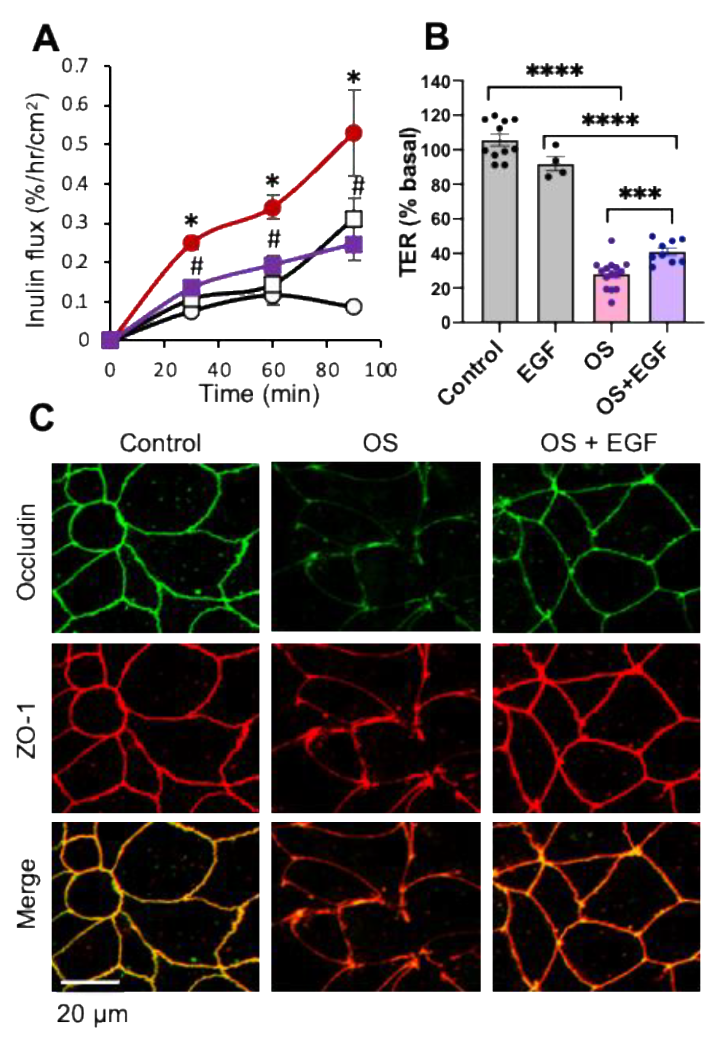 Cells 10 03578 g003 Cells 10 03578 g003