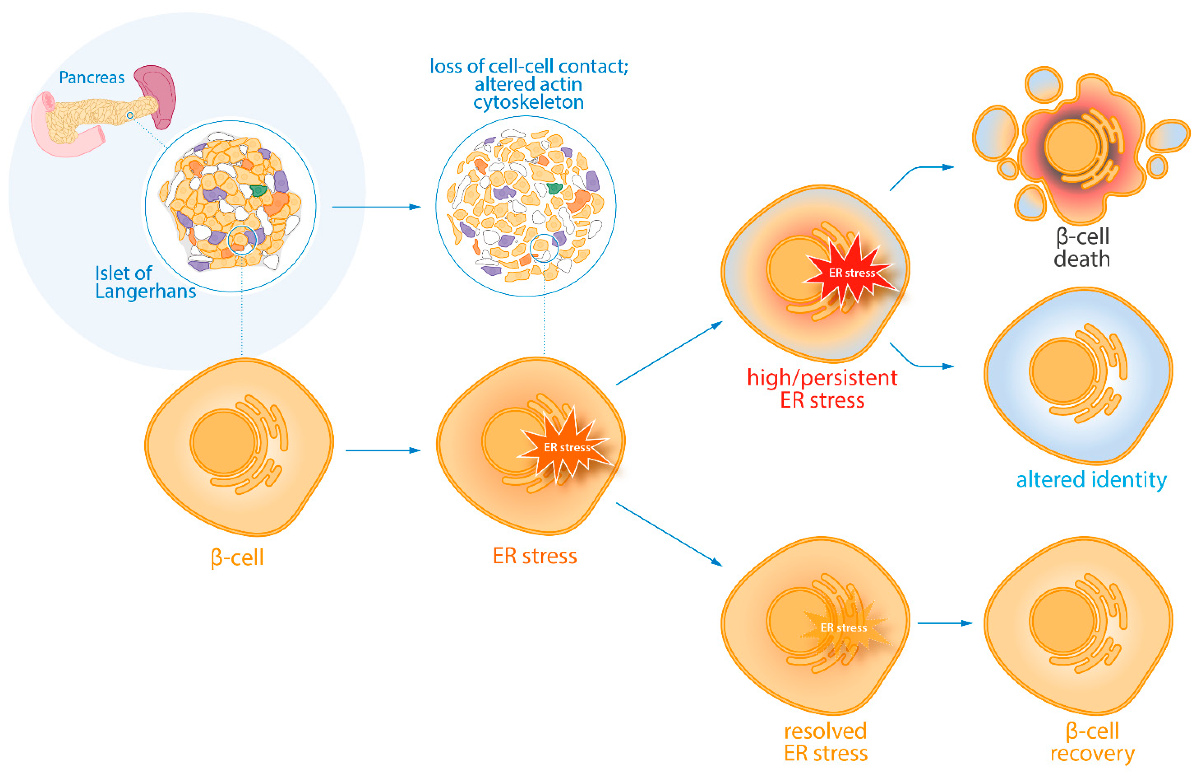 Cells 10 03585 g005 550