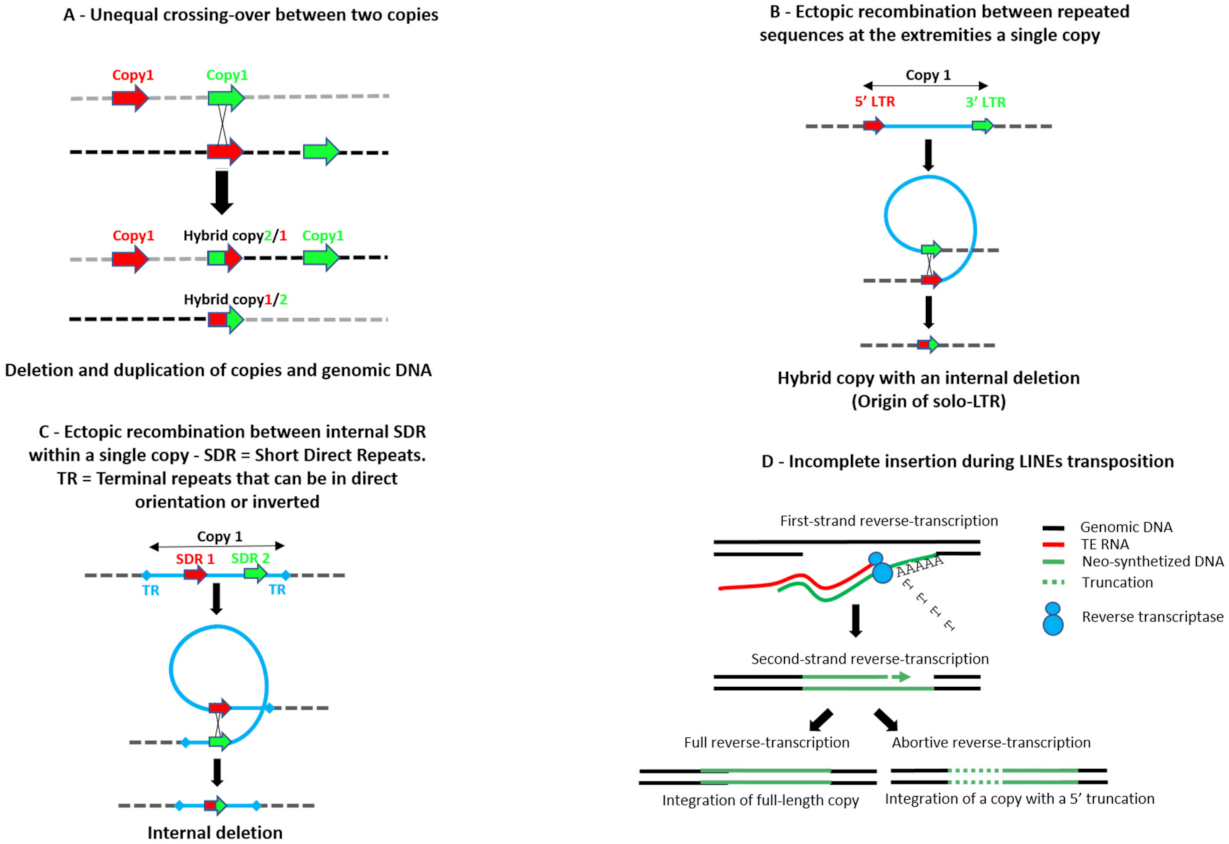 Cells 10 03590 g001a Cells 10 03590 g001a