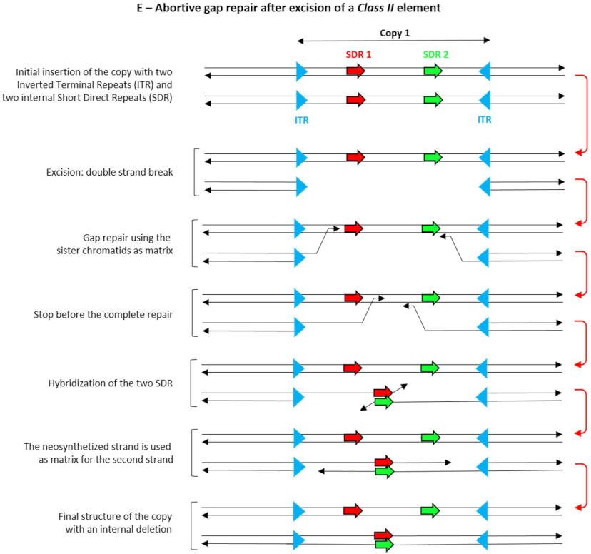 Cells 10 03590 g001b Cells 10 03590 g001b