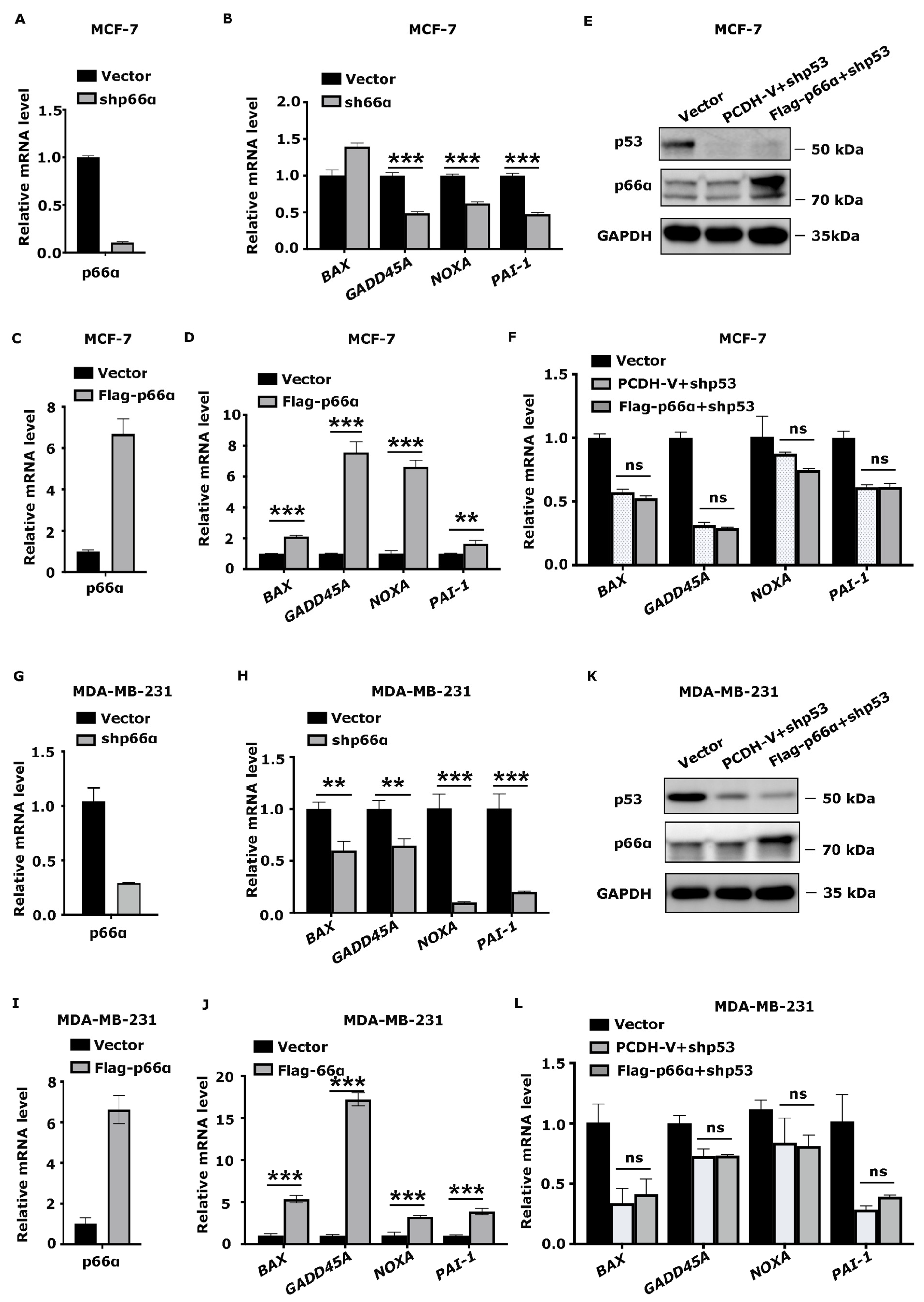 Cells 10 03593 g004 Cells 10 03593 g004