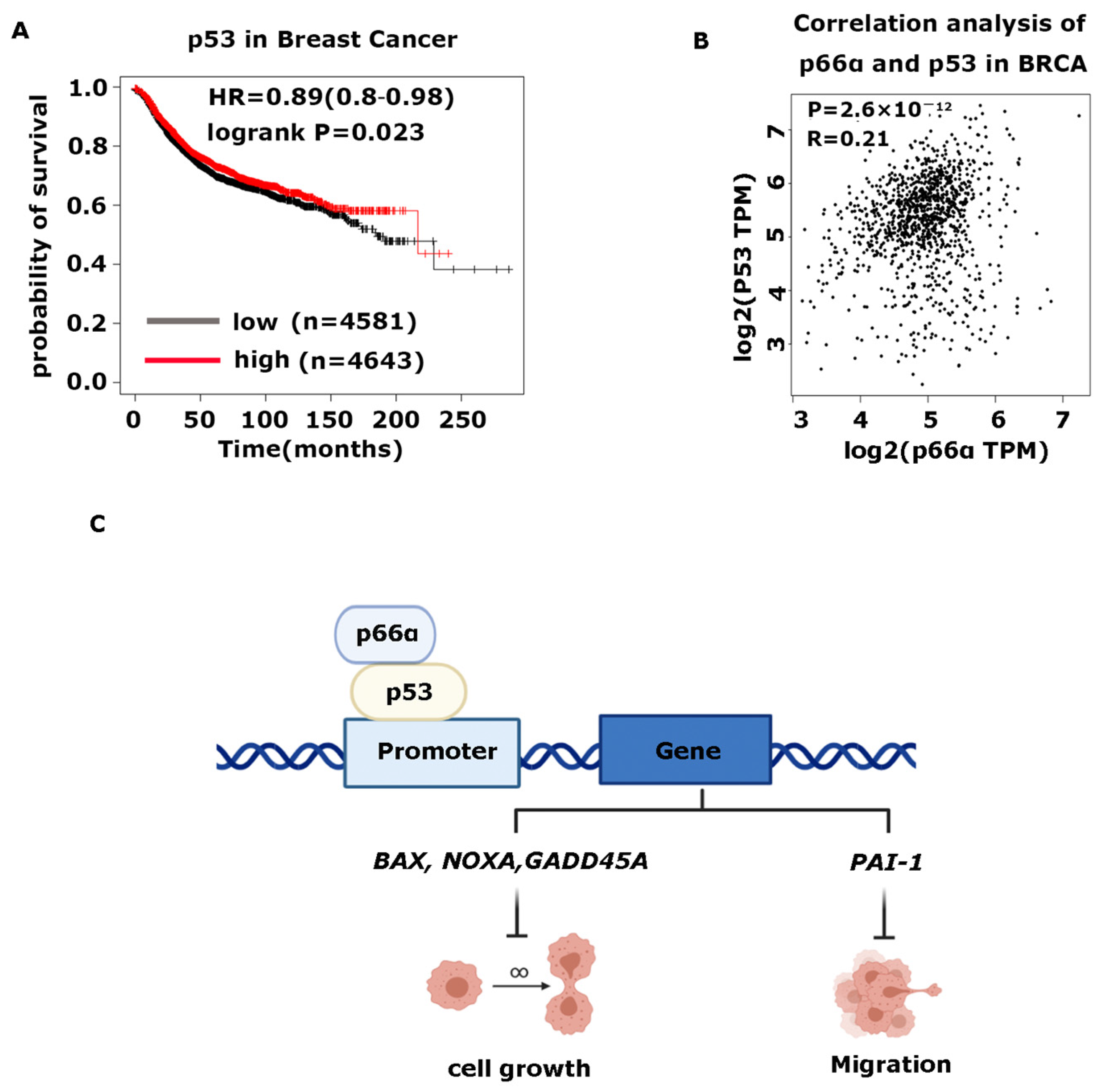 Cells 10 03593 g006 Cells 10 03593 g006