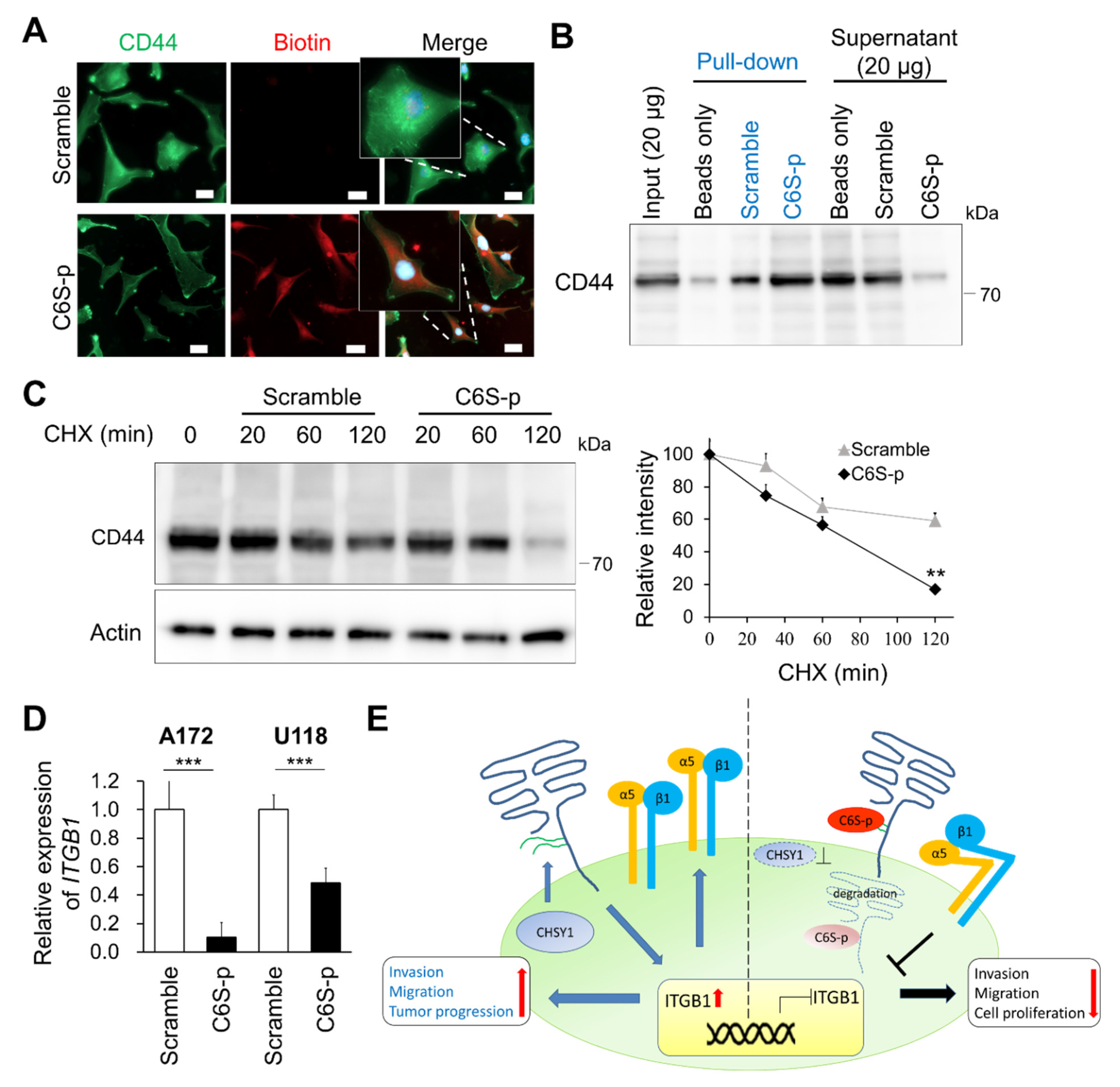 Cells 10 03594 g006 Cells 10 03594 g006