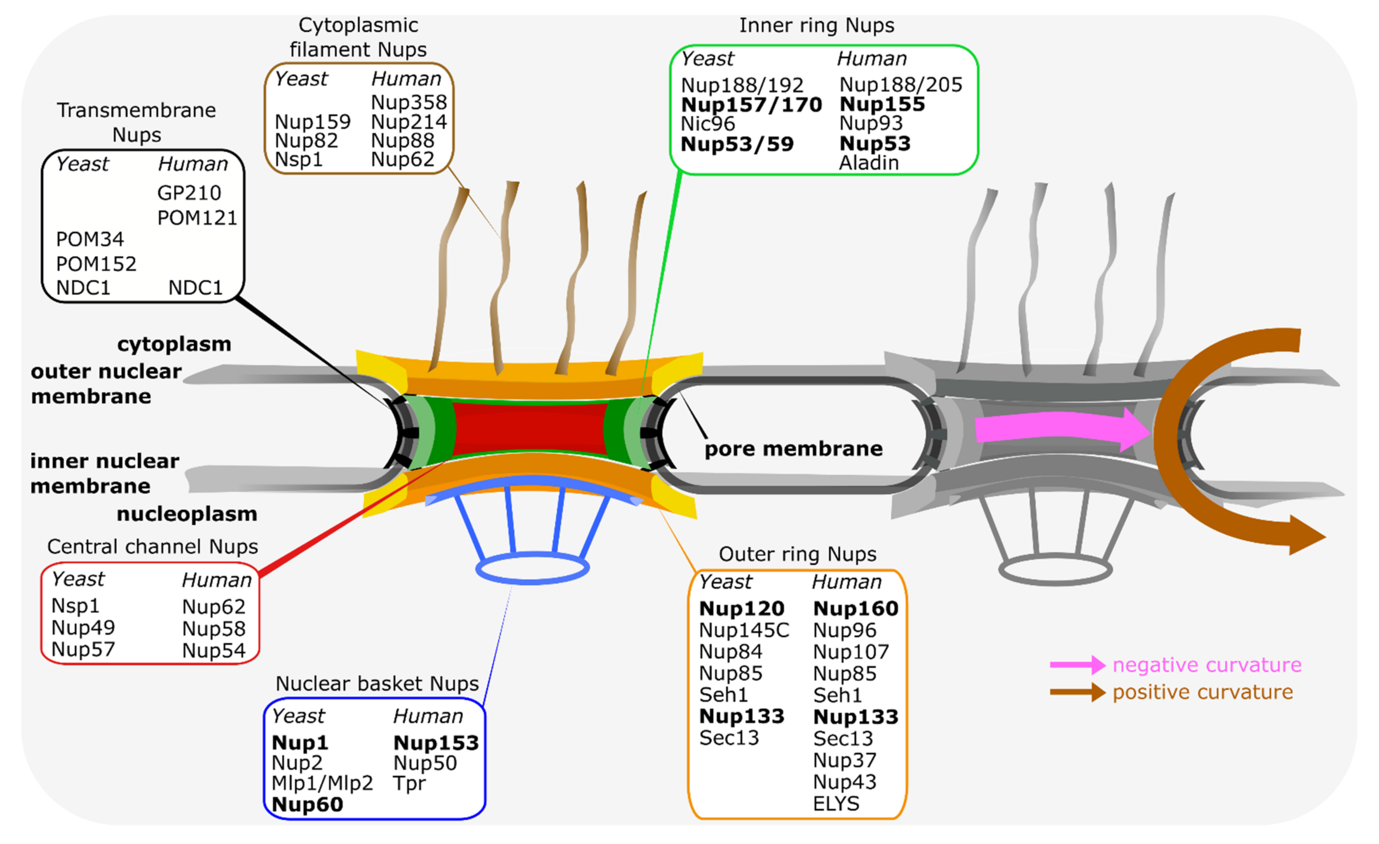 Cells | Free Full-Text | Dunking into the Lipid Bilayer: How Direct  Membrane Binding of Nucleoporins Can Contribute to Nuclear Pore Complex  Structure and Assembly