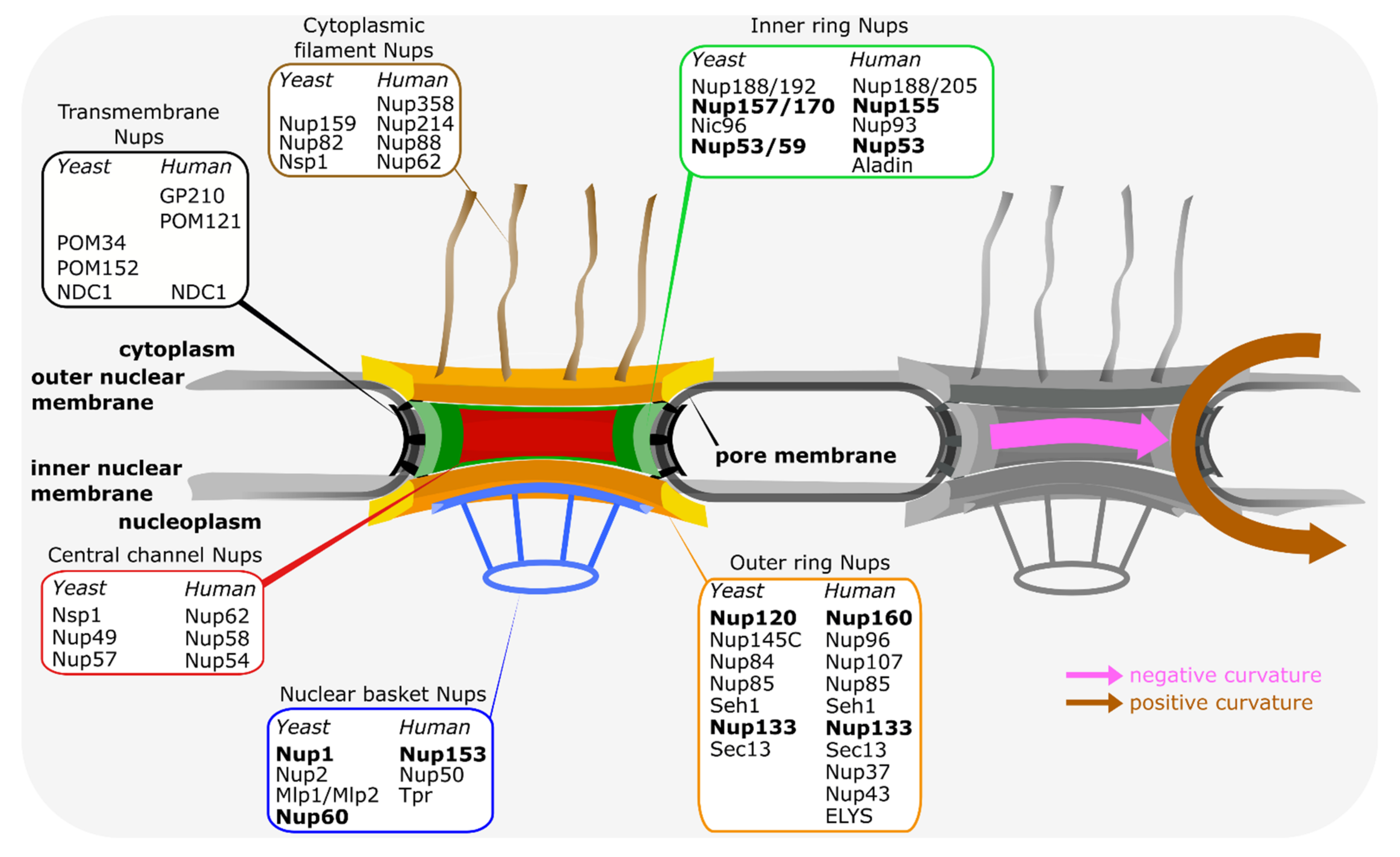 Represents stages of graft union formation: Stage 1, Parenchymatous... |  Download Scientific Diagram