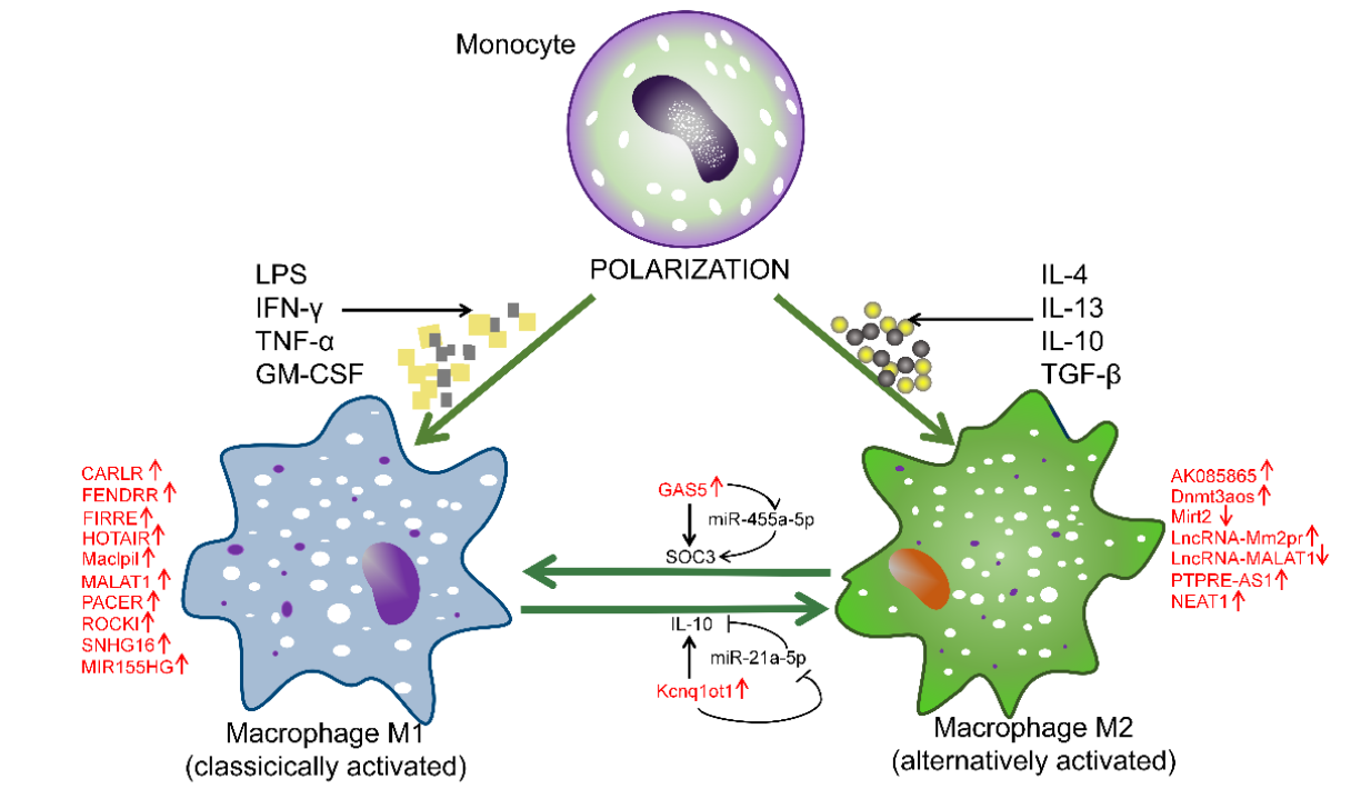 Cells 11 00005 g002 550