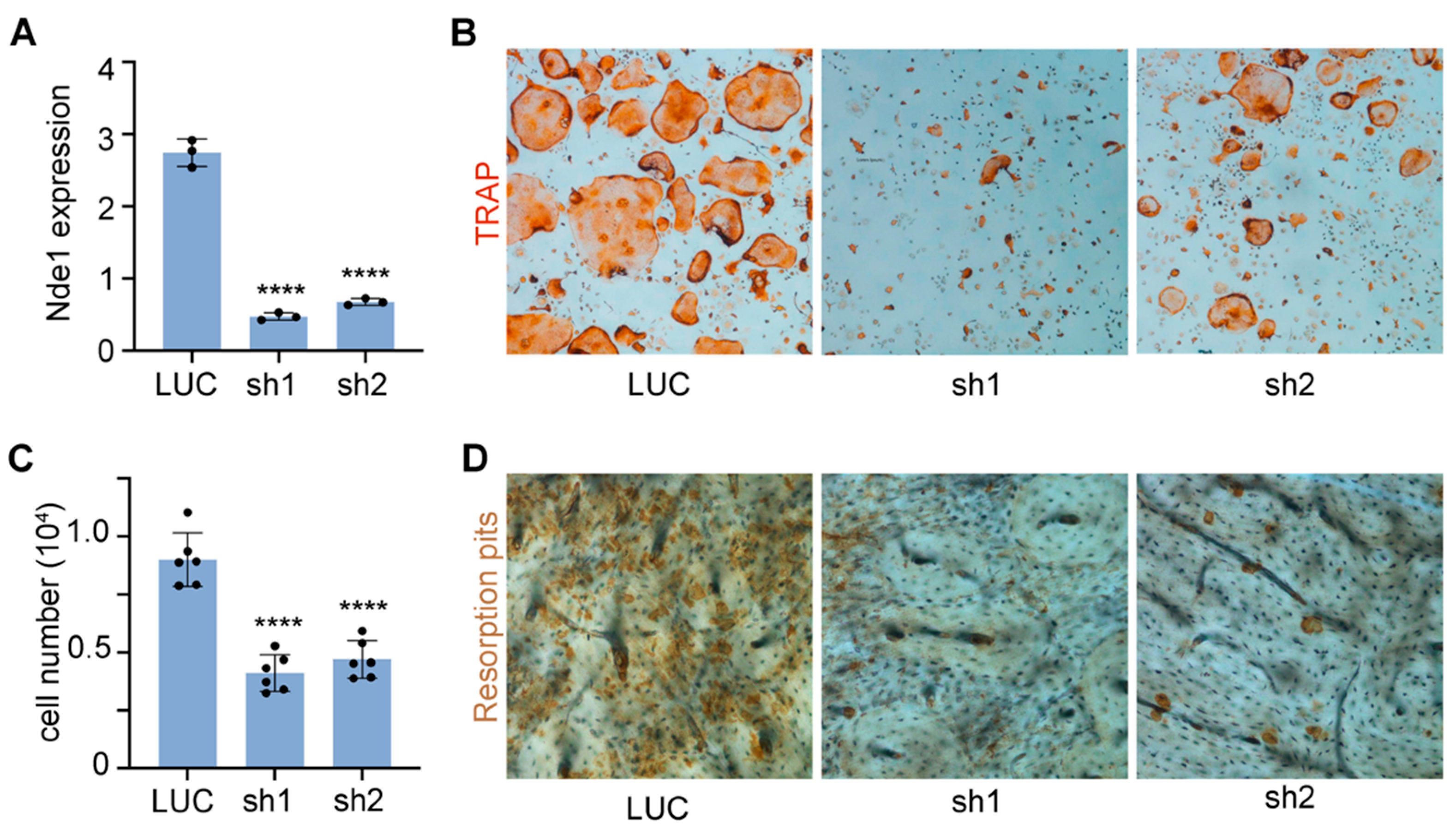 Cells 11 00013 g001 Cells 11 00013 g001
