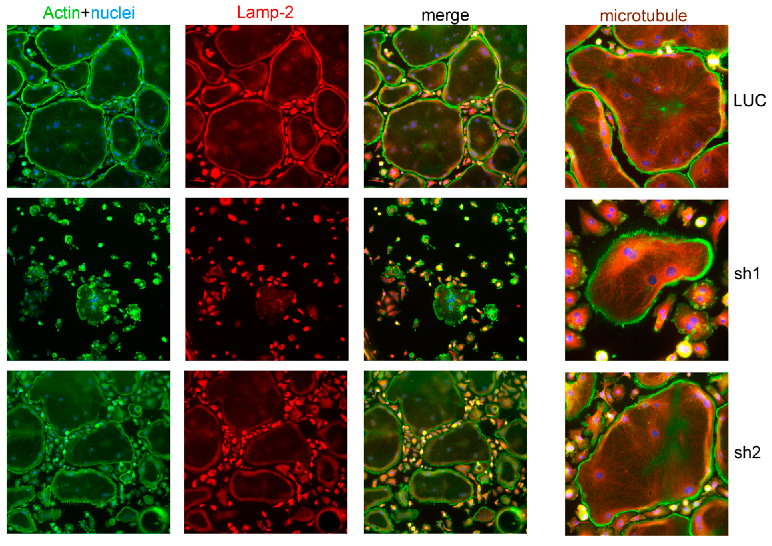 Cells 11 00013 g002 Cells 11 00013 g002