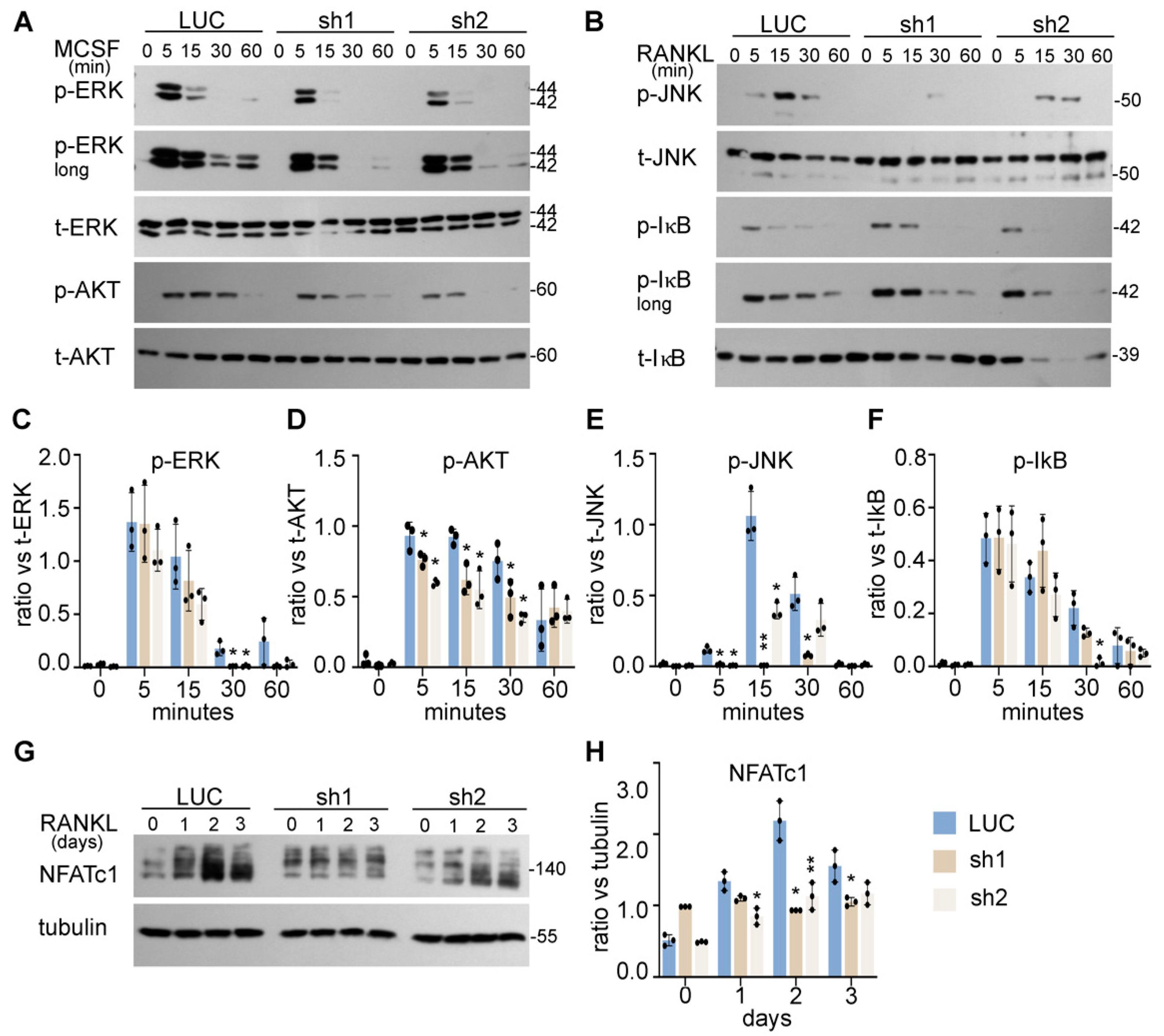 Cells 11 00013 g004 Cells 11 00013 g004