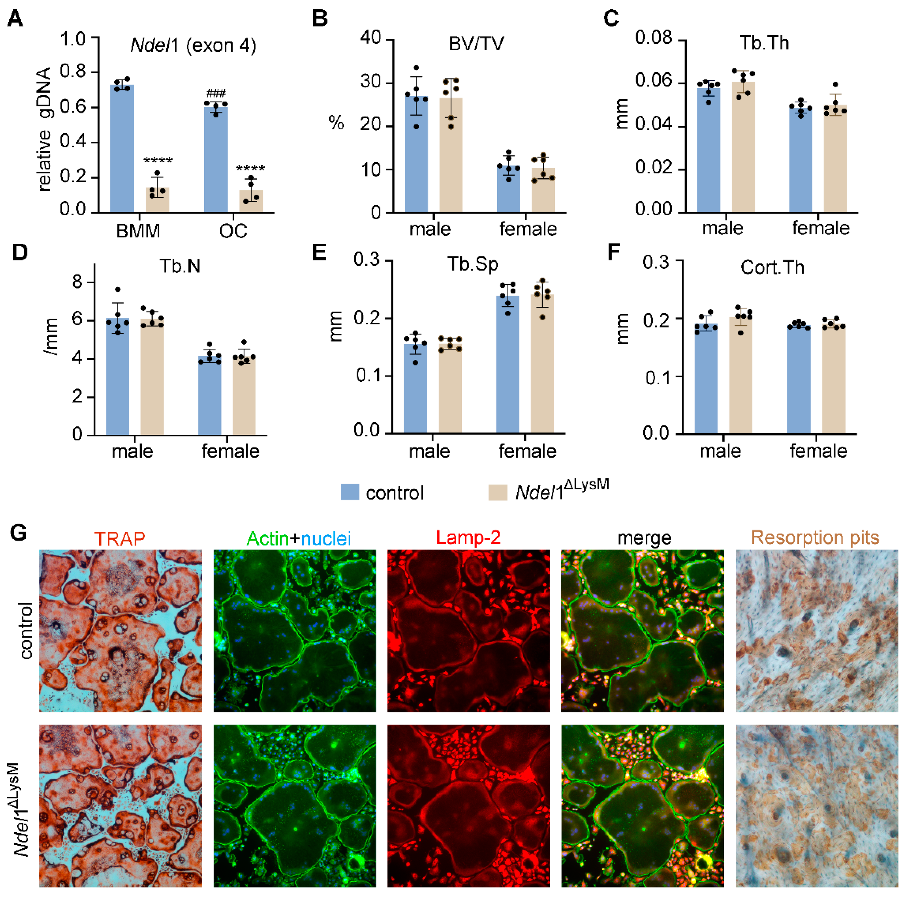 Cells 11 00013 g005 Cells 11 00013 g005