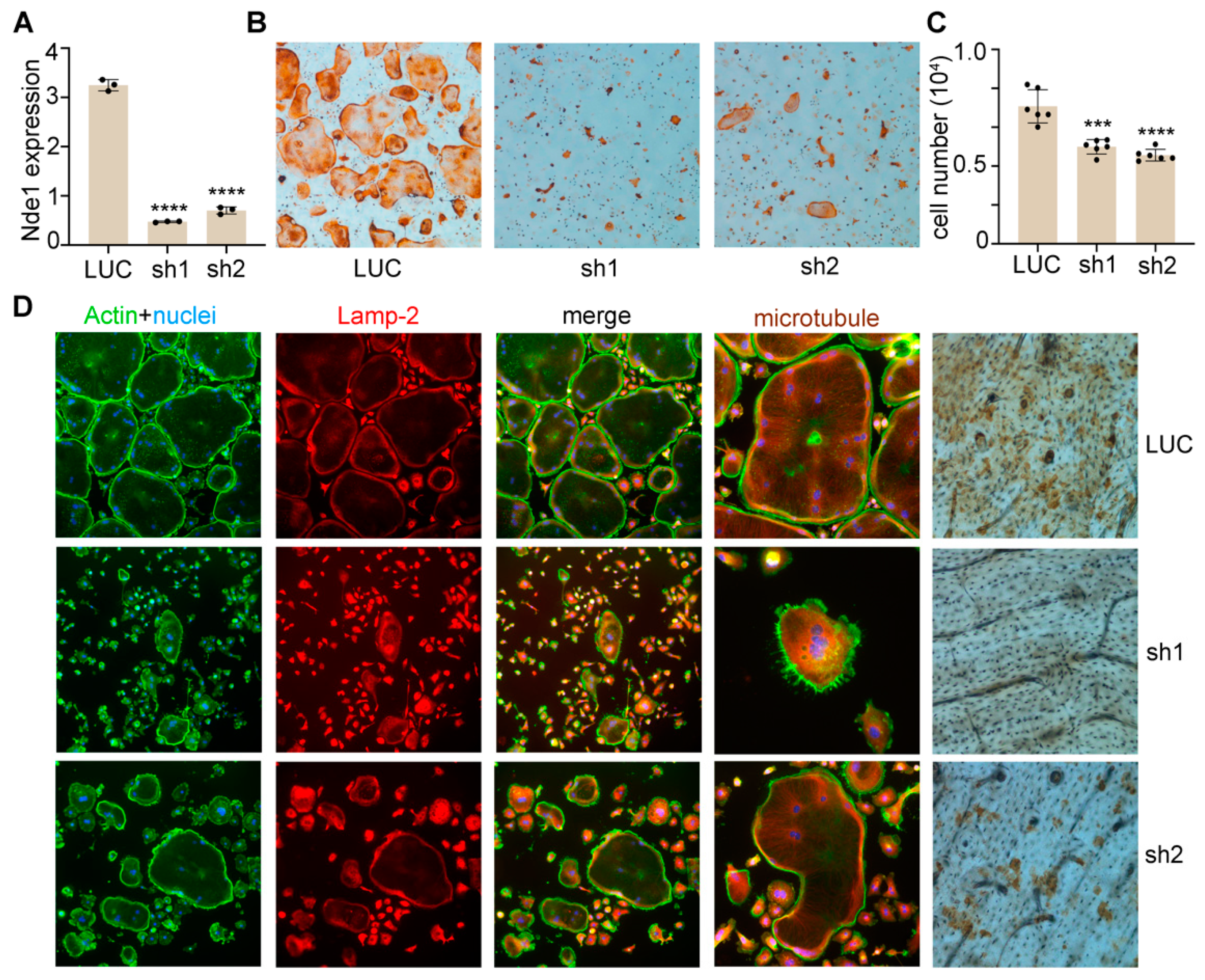 Cells 11 00013 g006 Cells 11 00013 g006