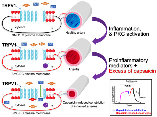 Capsaicin and TRPV1 Channels in the Cardiovascular System: The Role of ...