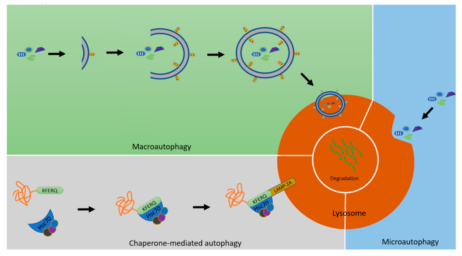 Cells 11 00038 g001 Cells 11 00038 g001
