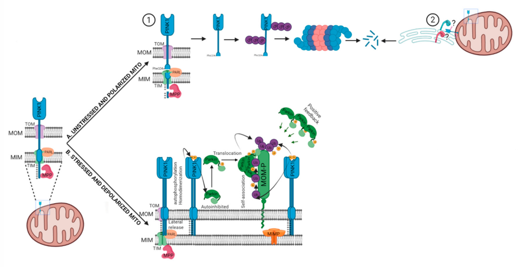 Cells 11 00038 g002 Cells 11 00038 g002