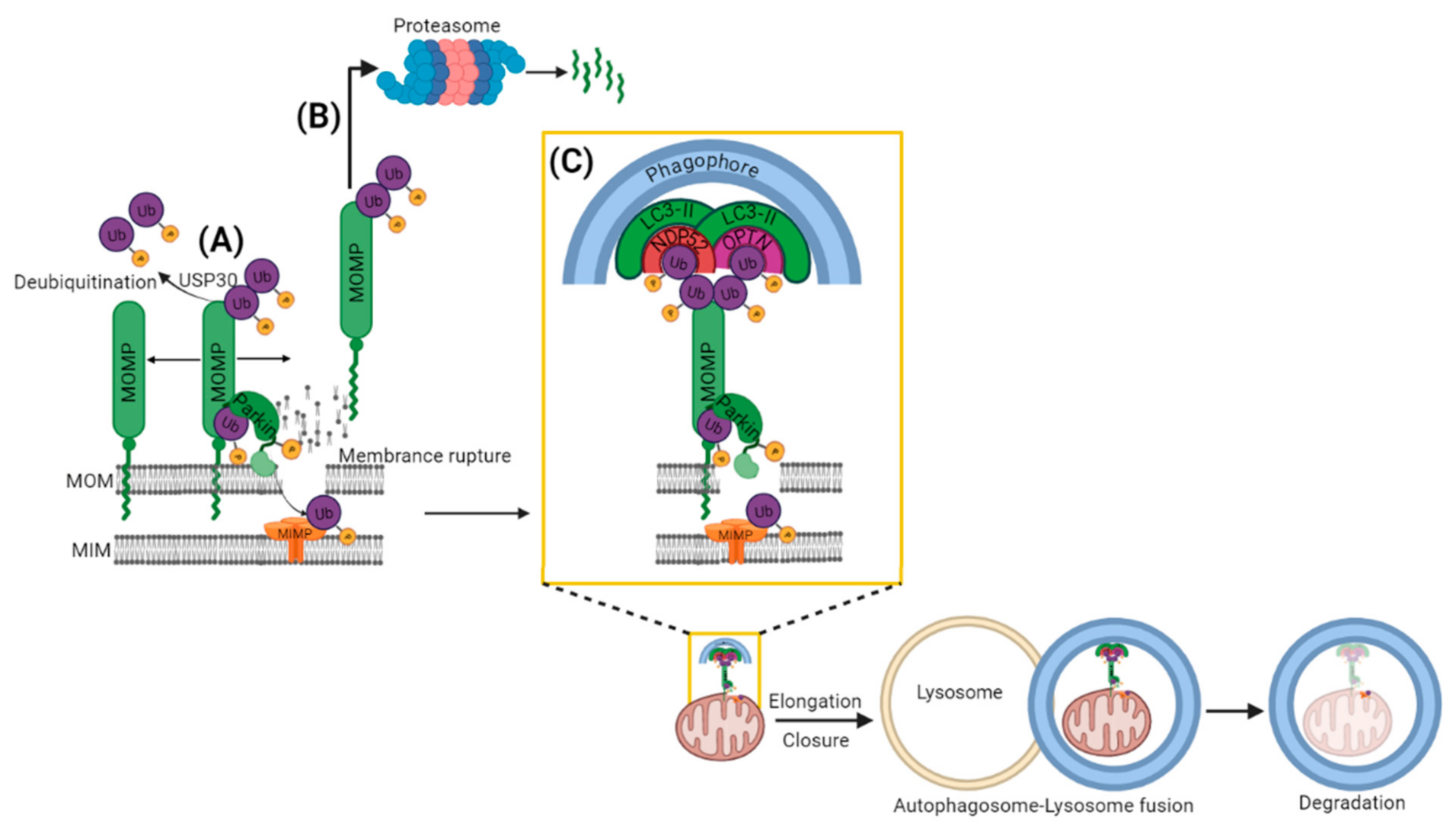 Cells 11 00038 g003 Cells 11 00038 g003