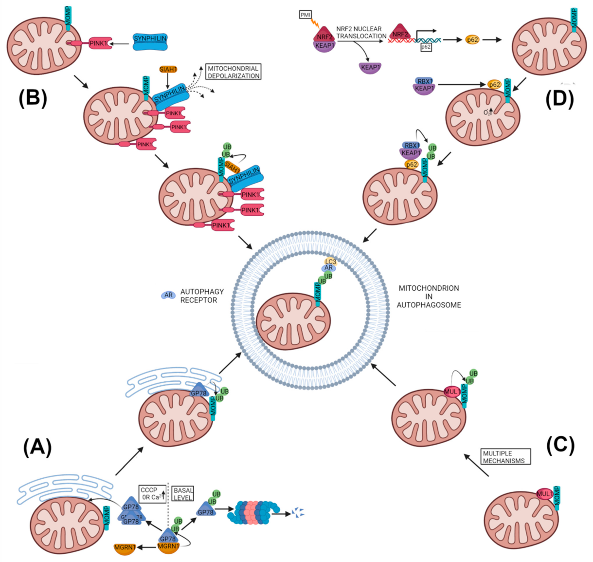 Cells 11 00038 g004 Cells 11 00038 g004