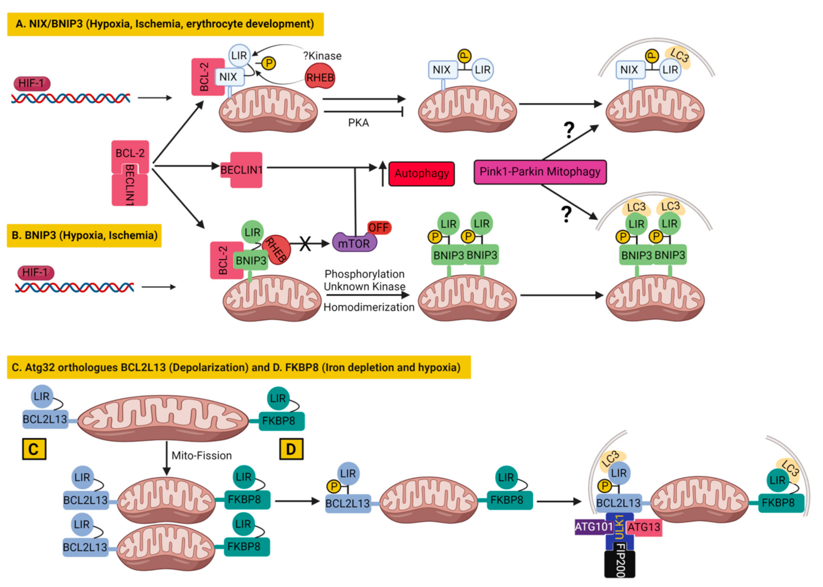 Cells 11 00038 g005 Cells 11 00038 g005