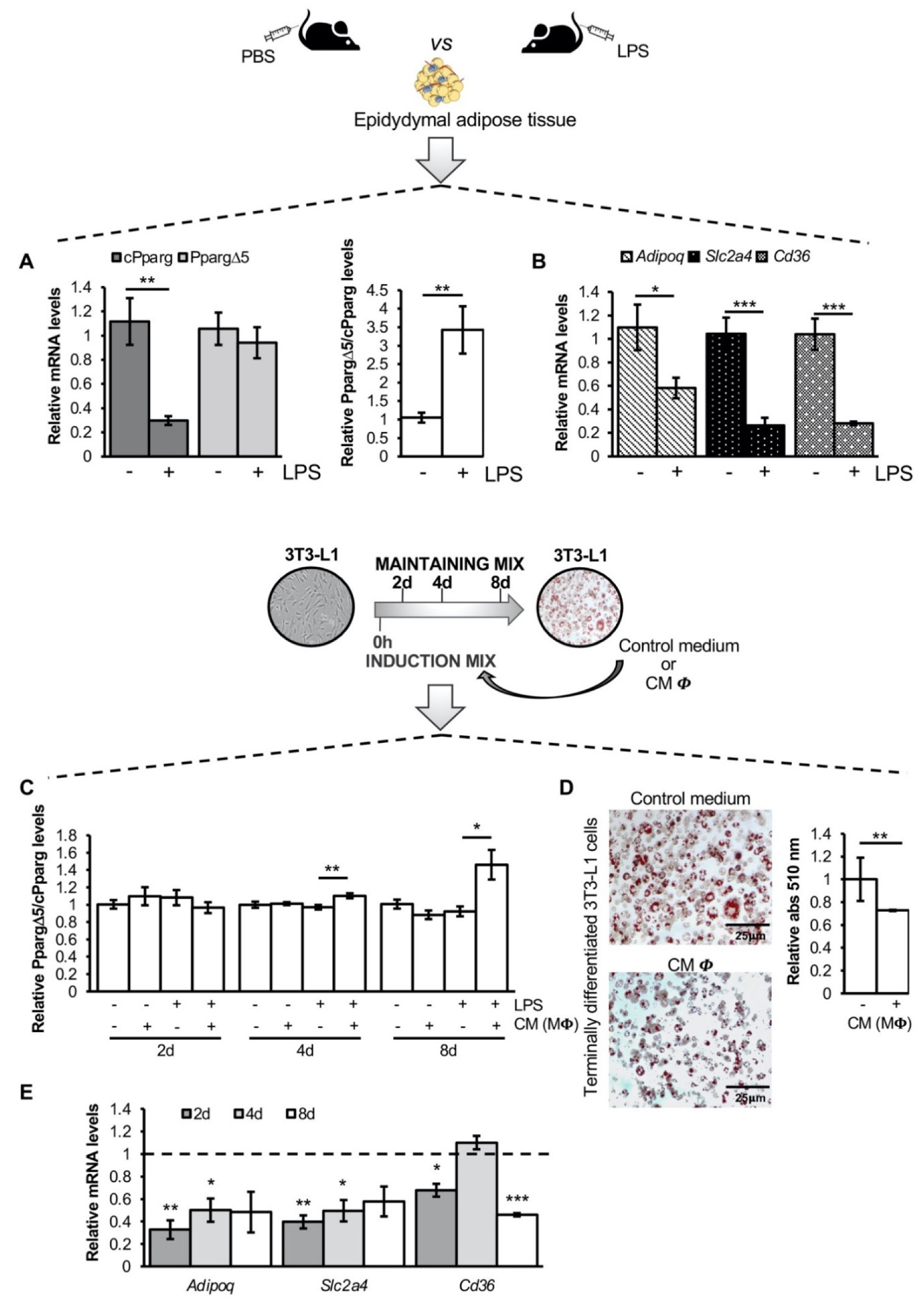 Cells 11 00042 g001 550