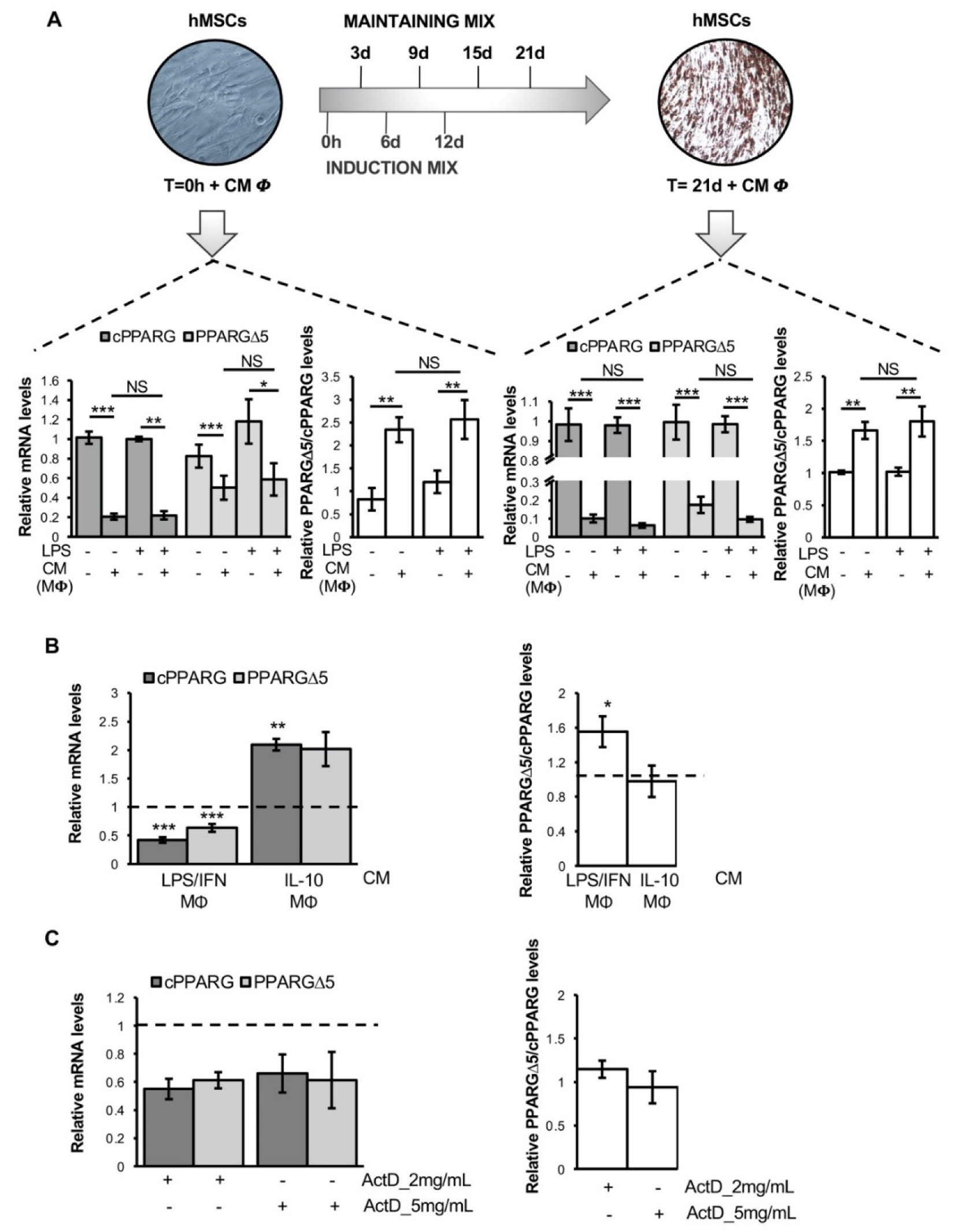 Cells 11 00042 g002 550