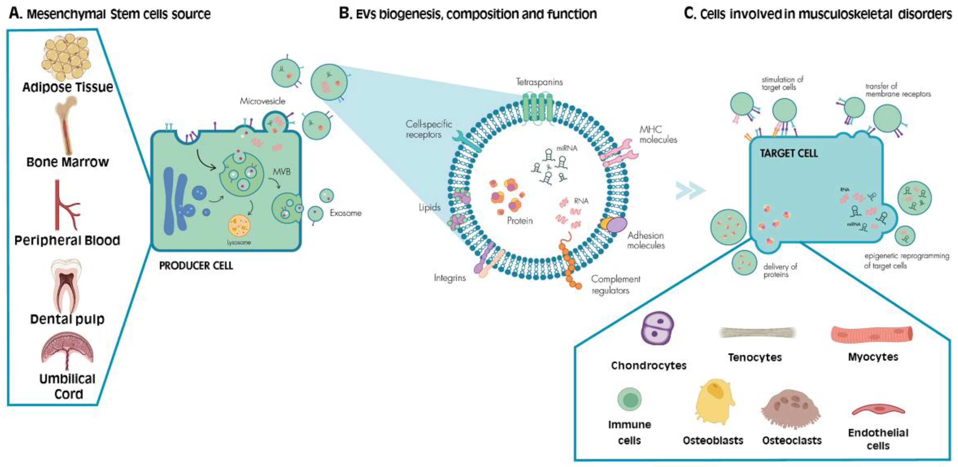 Cells | Free Full-Text | Extracellular Vesicles in Musculoskeletal 