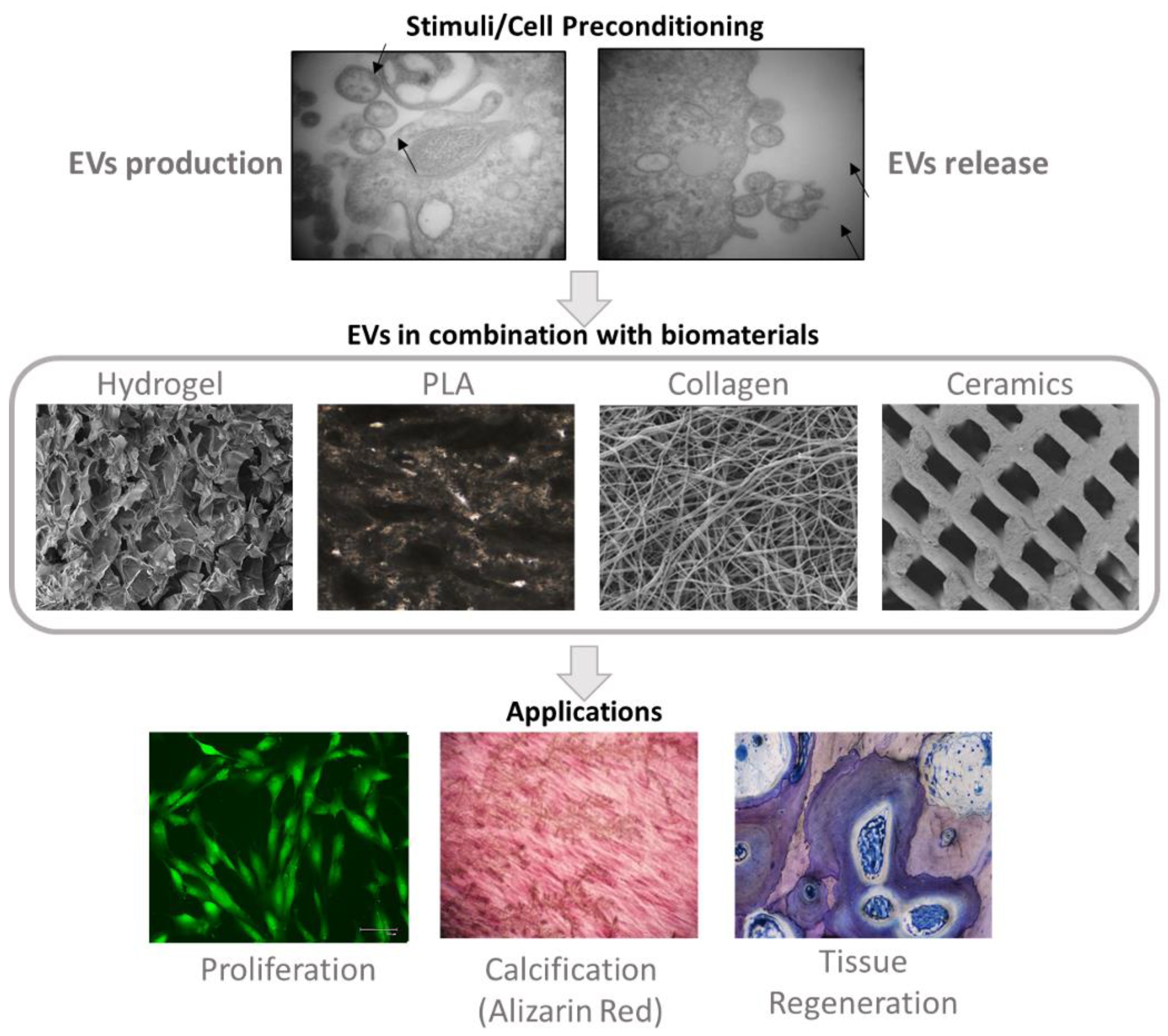 Cells 11 00043 g002 550