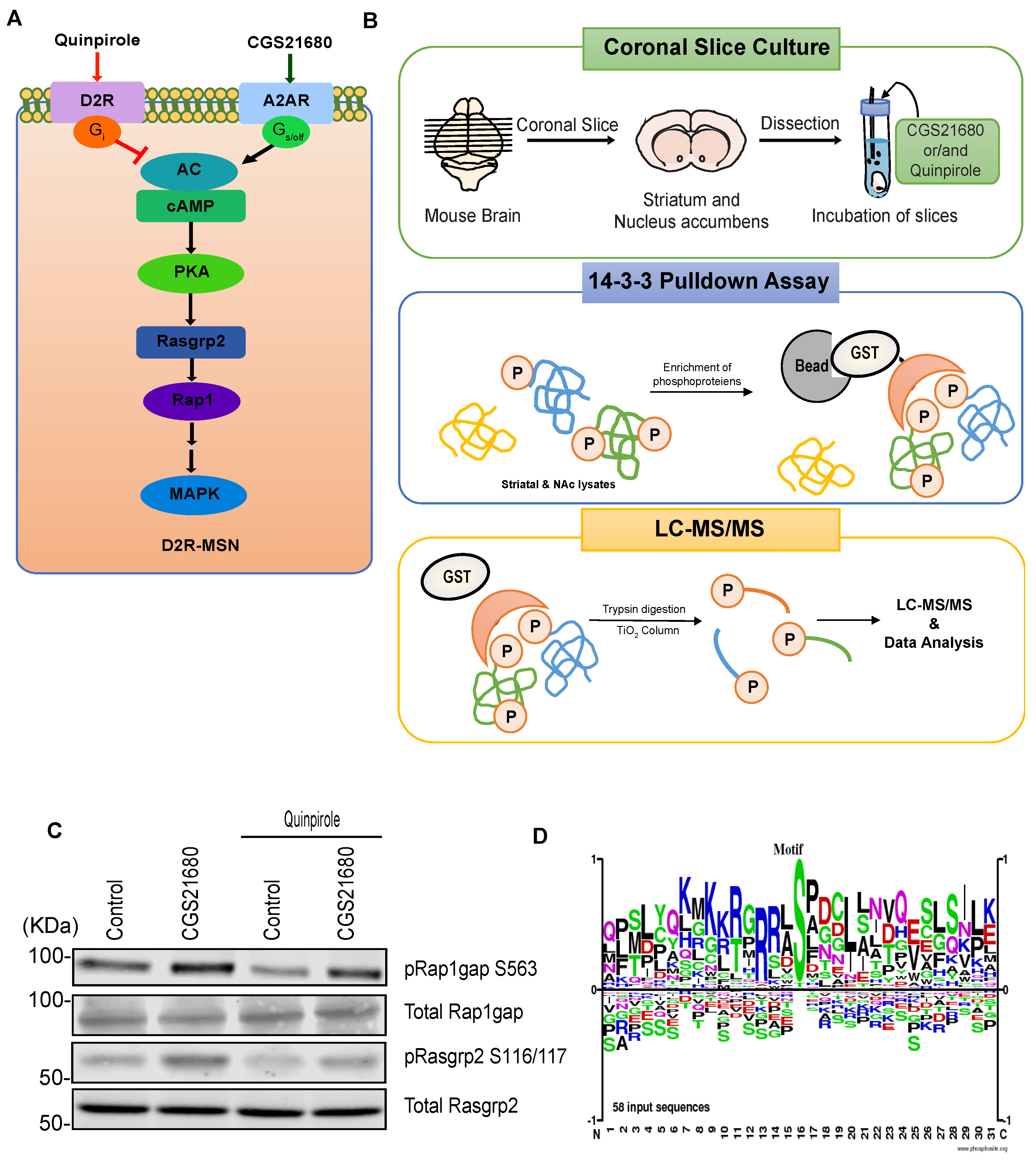 Cells 11 00047 g004 Cells 11 00047 g004