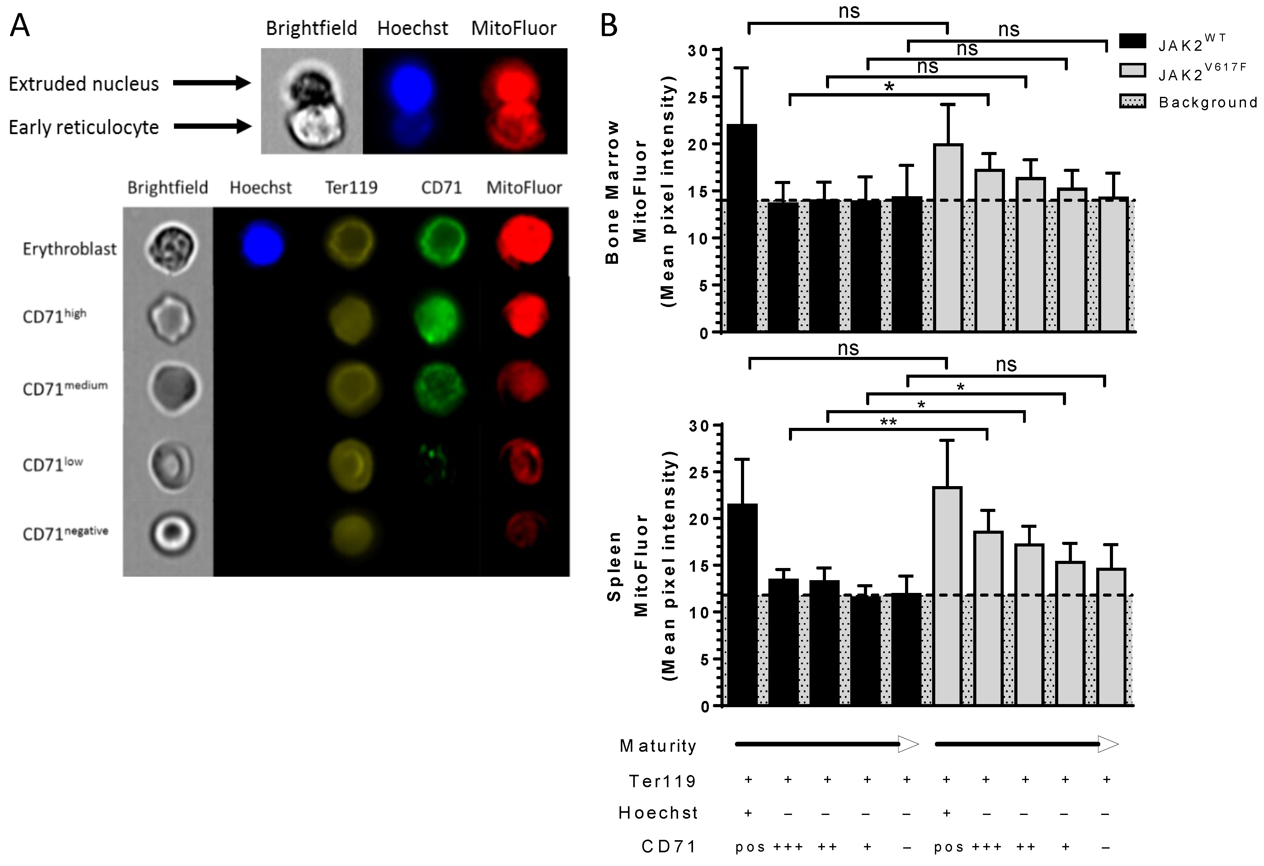 Cells 11 00049 g005 Cells 11 00049 g005