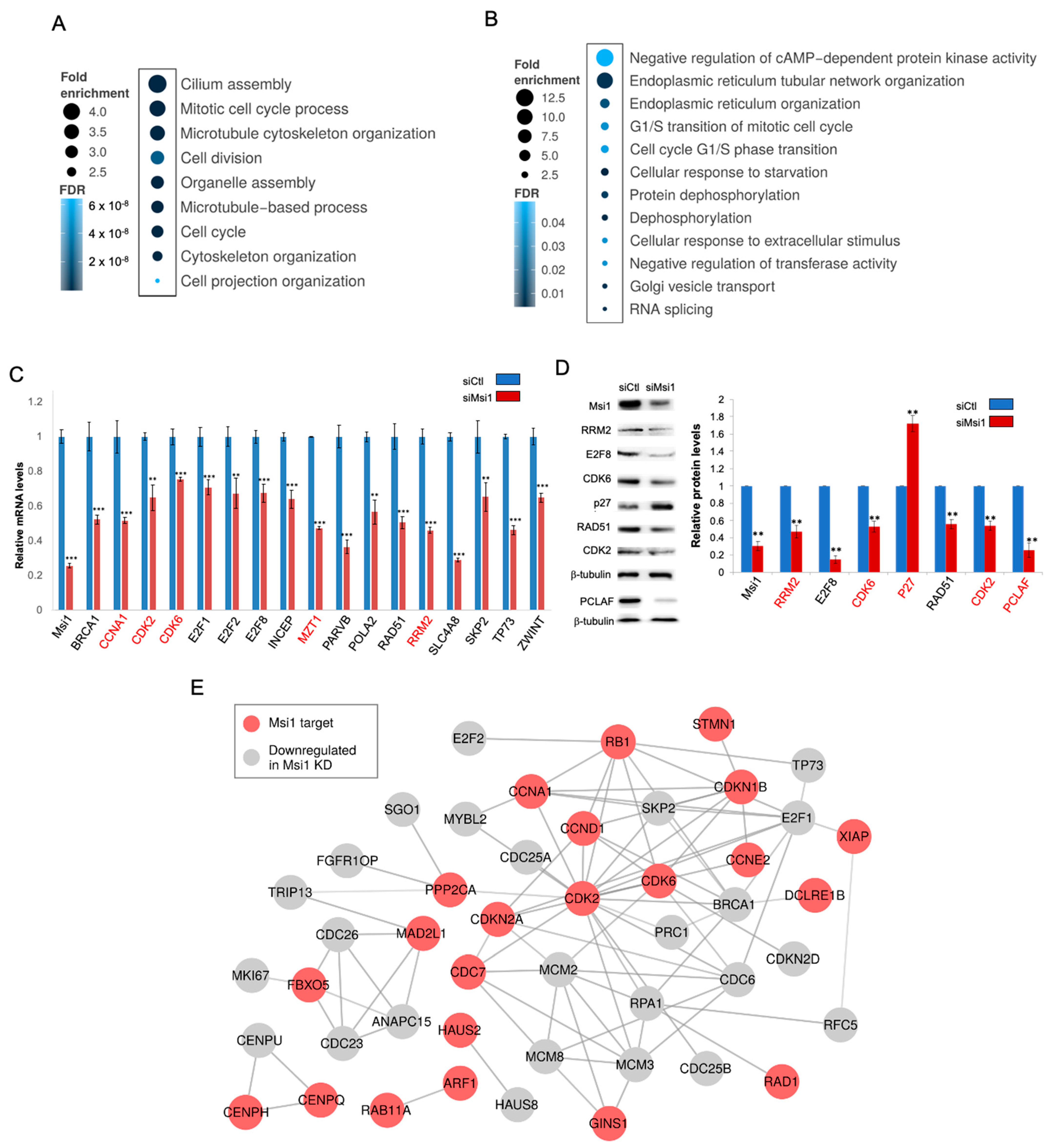 Cells 11 00056 g003 Cells 11 00056 g003