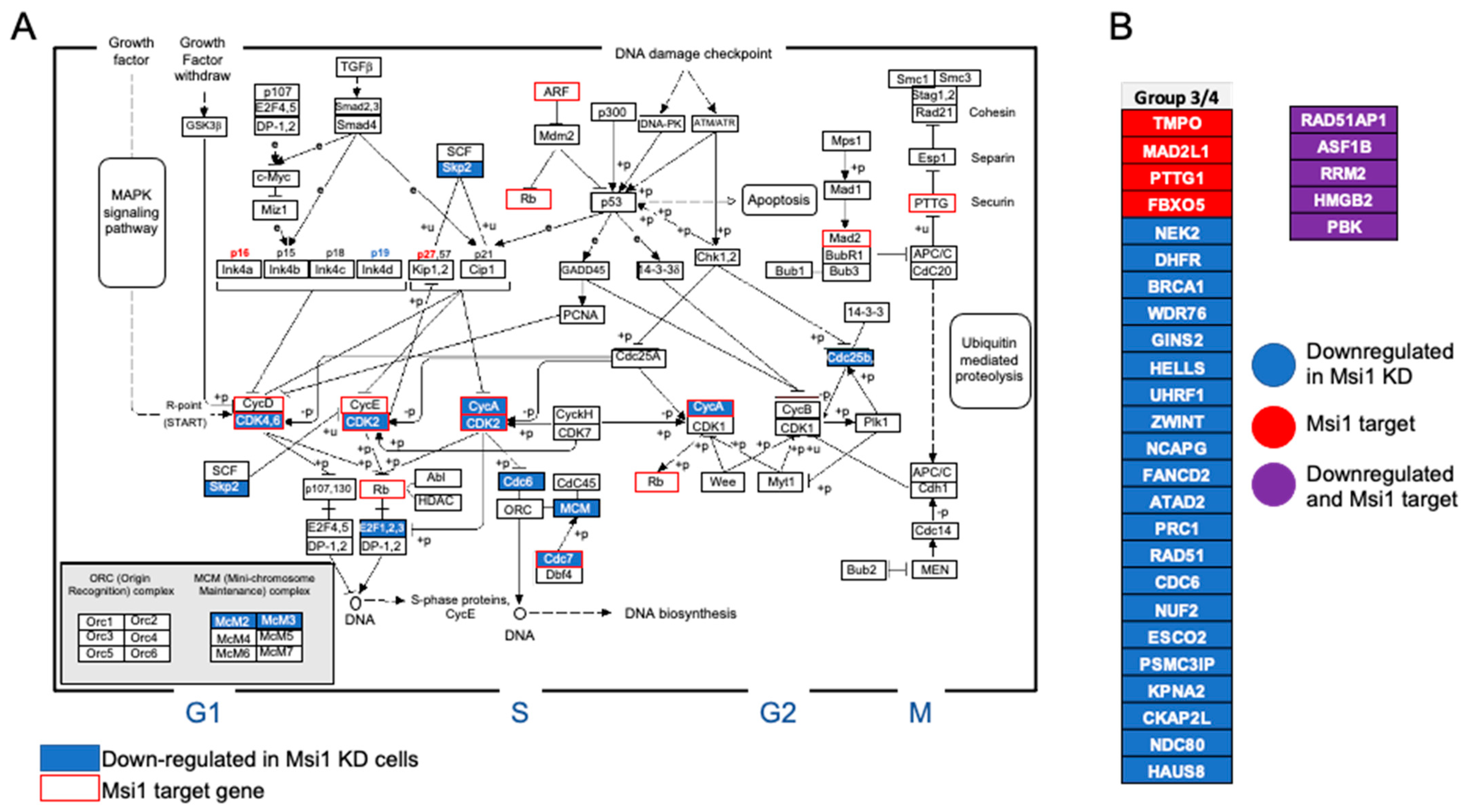 Cells 11 00056 g004 Cells 11 00056 g004