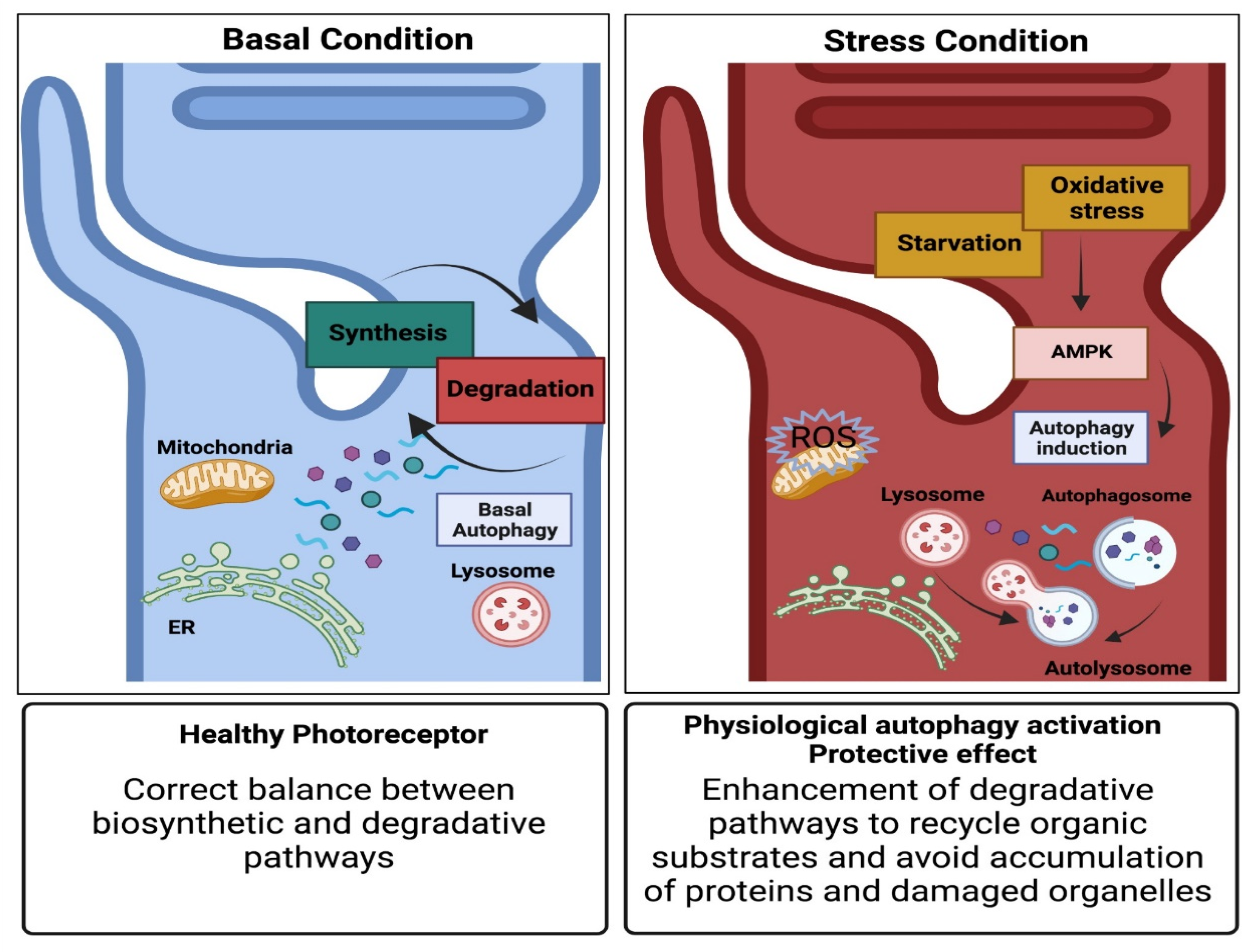 Cells 11 00060 g002 Cells 11 00060 g002