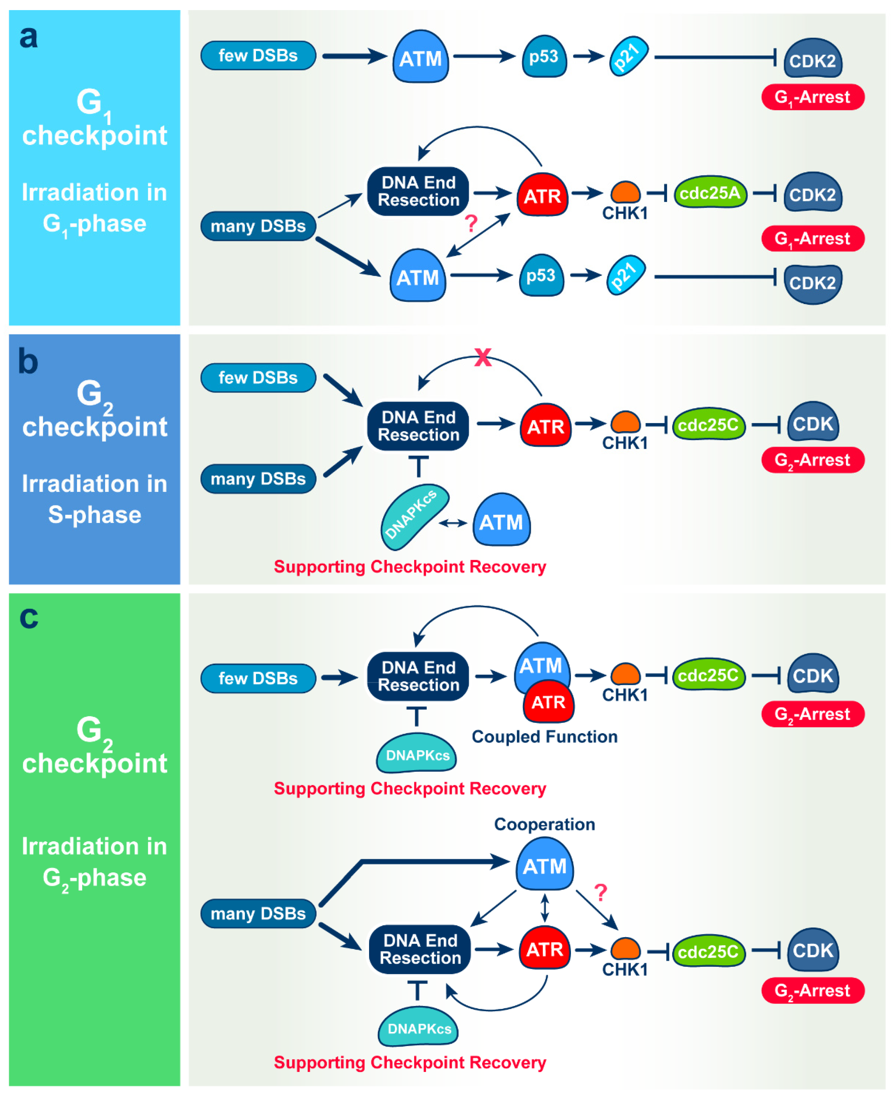 Cells 11 00063 g007 Cells 11 00063 g007