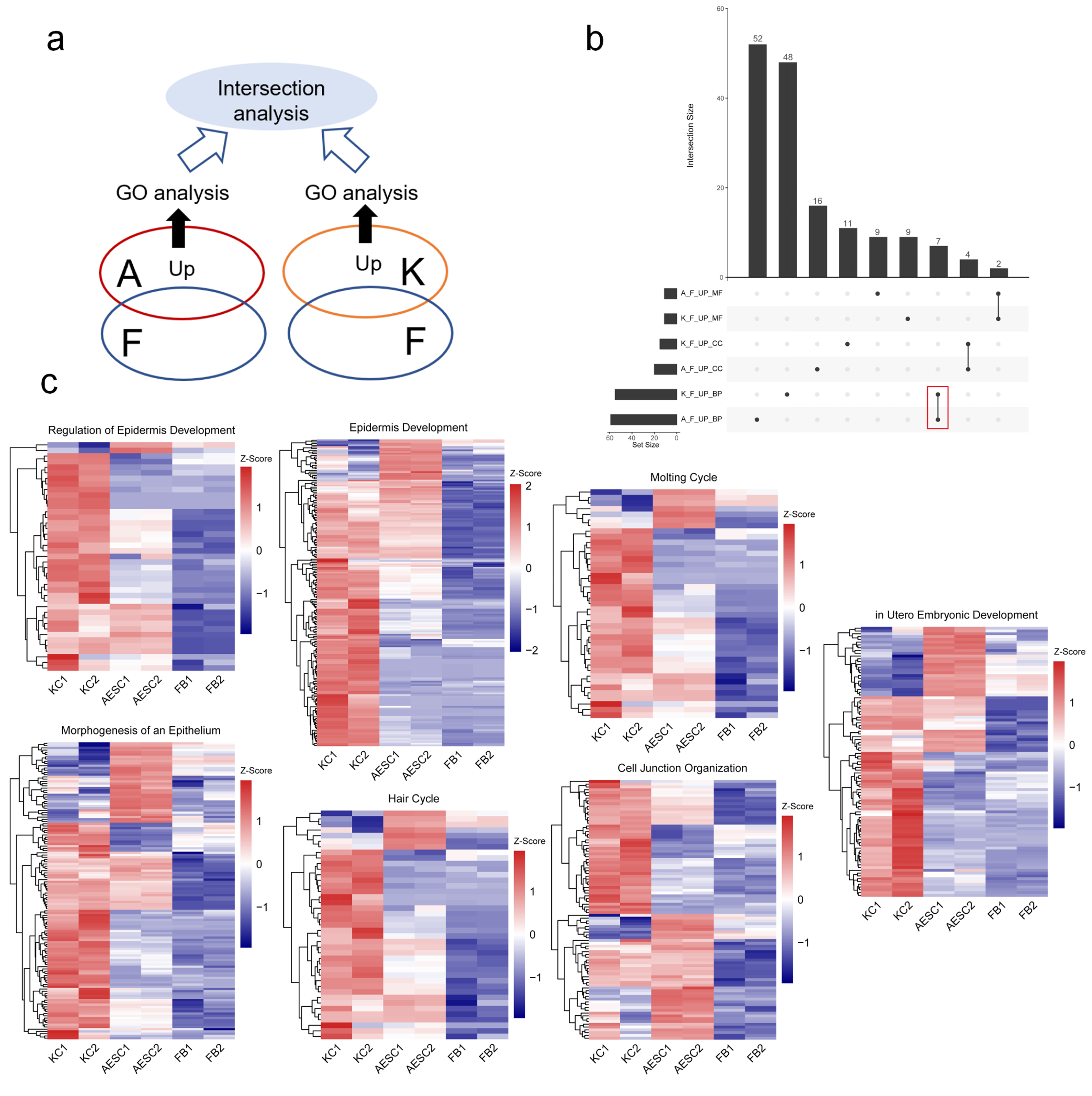 Cells 11 00070 g001 550